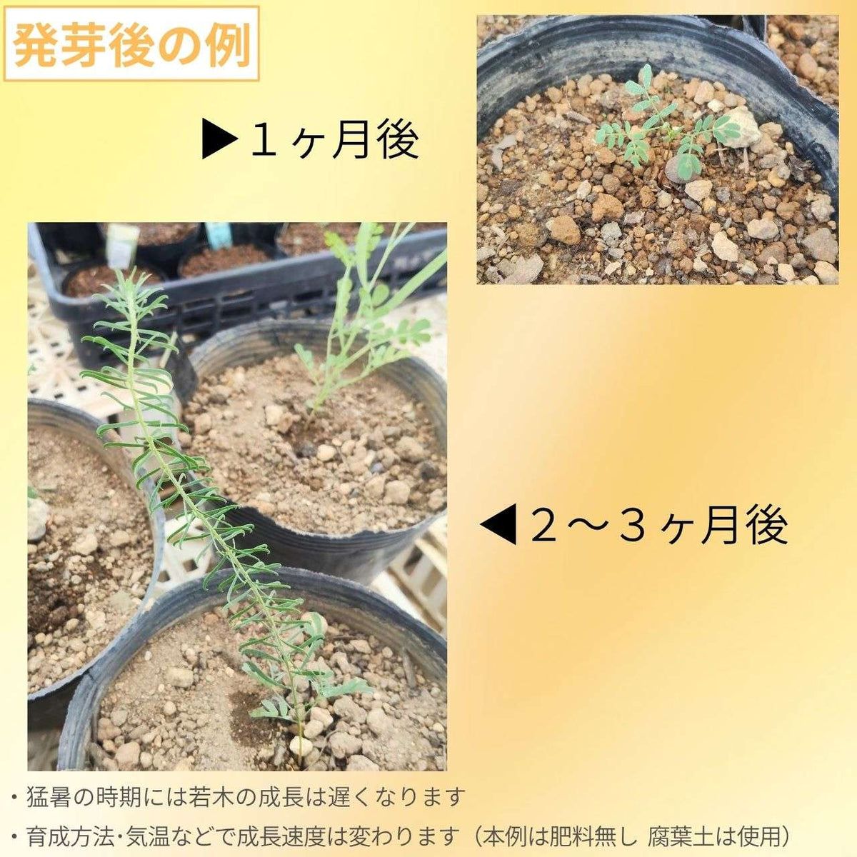 アカシア・ブルニオイデス・グラニティカ 種子 | ゴールデントップよりも小型 - 種子