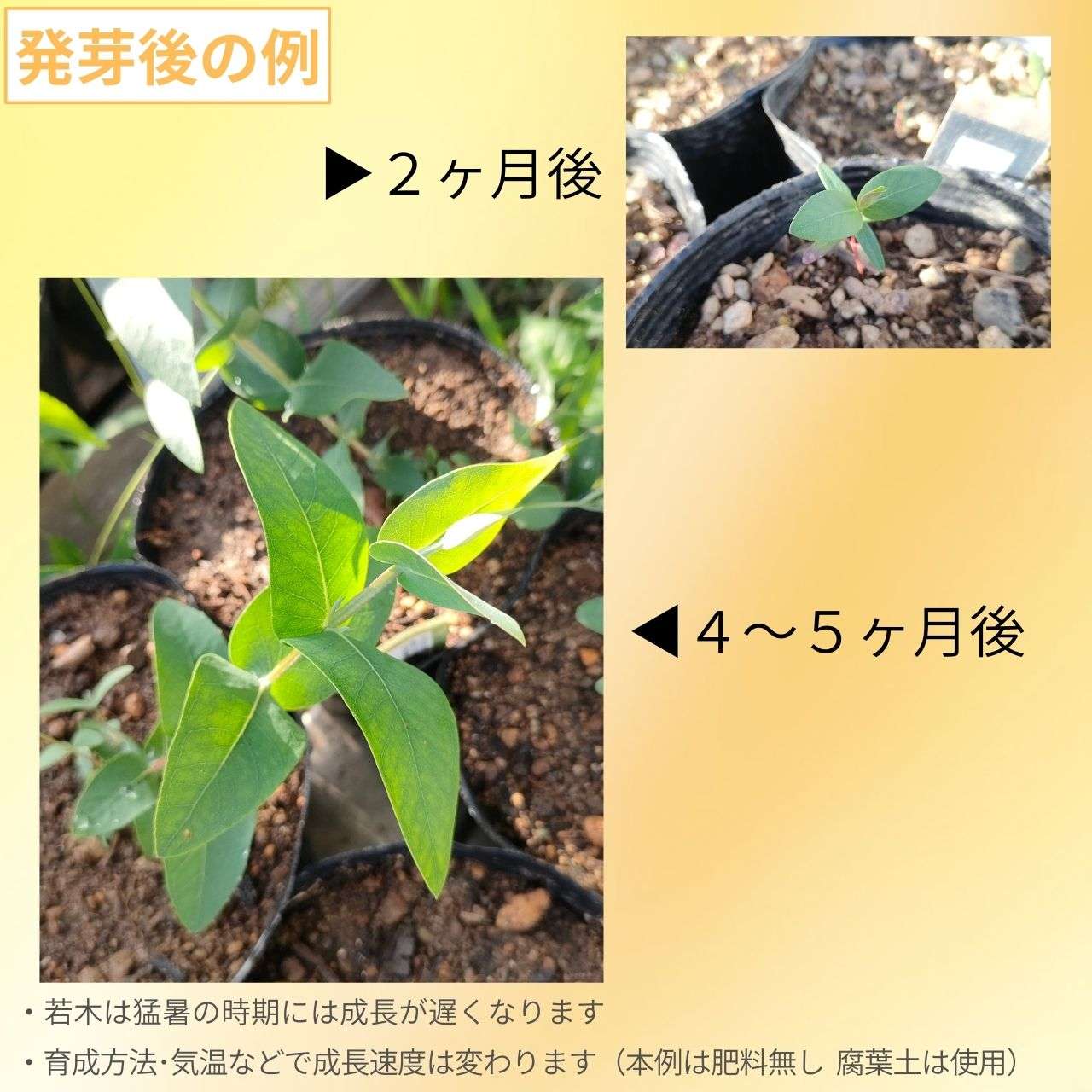 ユーカリ・ニテンス 種子 | シャイニングガム - 香り豊かなスマートな葉 - 種子