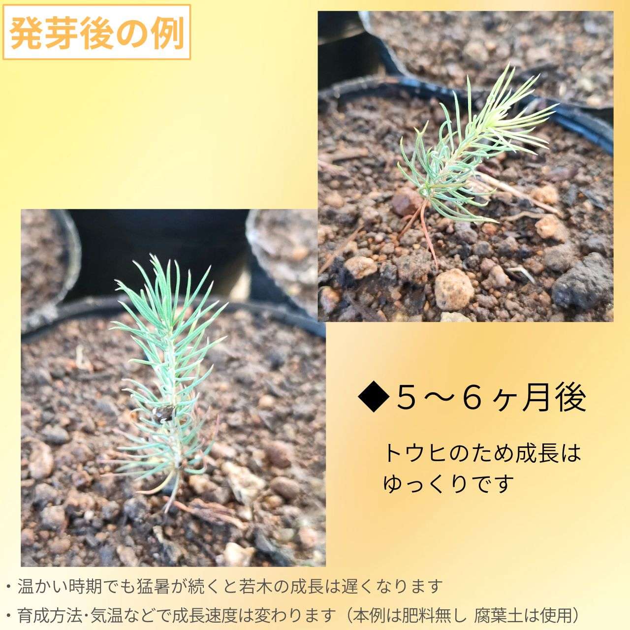 コロラド・トウヒ 種子 | ブルー・スプルース - 青みを帯びた葉 - 種子
