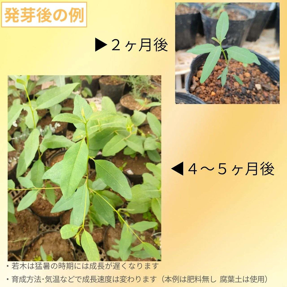 ユーカリ・ロブスタ 種子 | コアラが食べる木 - 種子