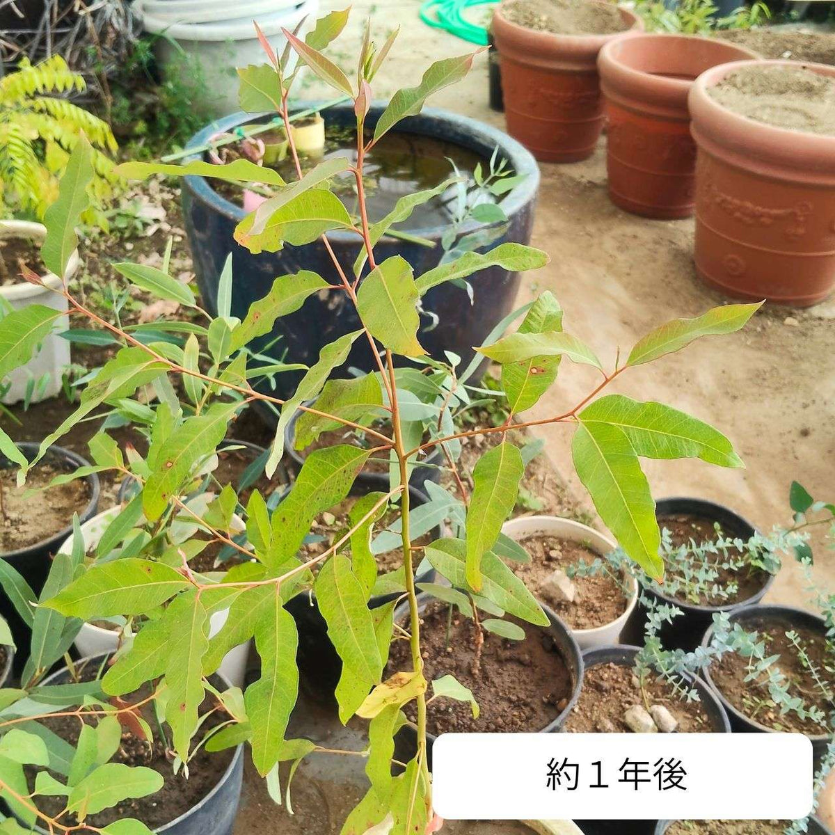 ユーカリ・ロブスタ 種子 | コアラが食べる木 - 種子