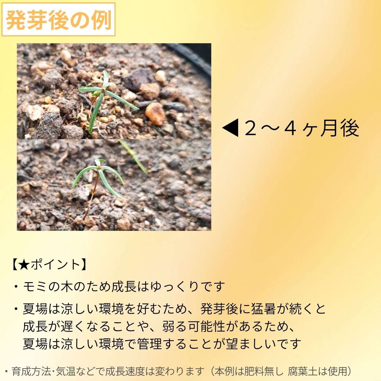 フラセリーモミ 種子 | フレーザーモミ  - 優しい香りと美しい樹形のモミの木  - 種子