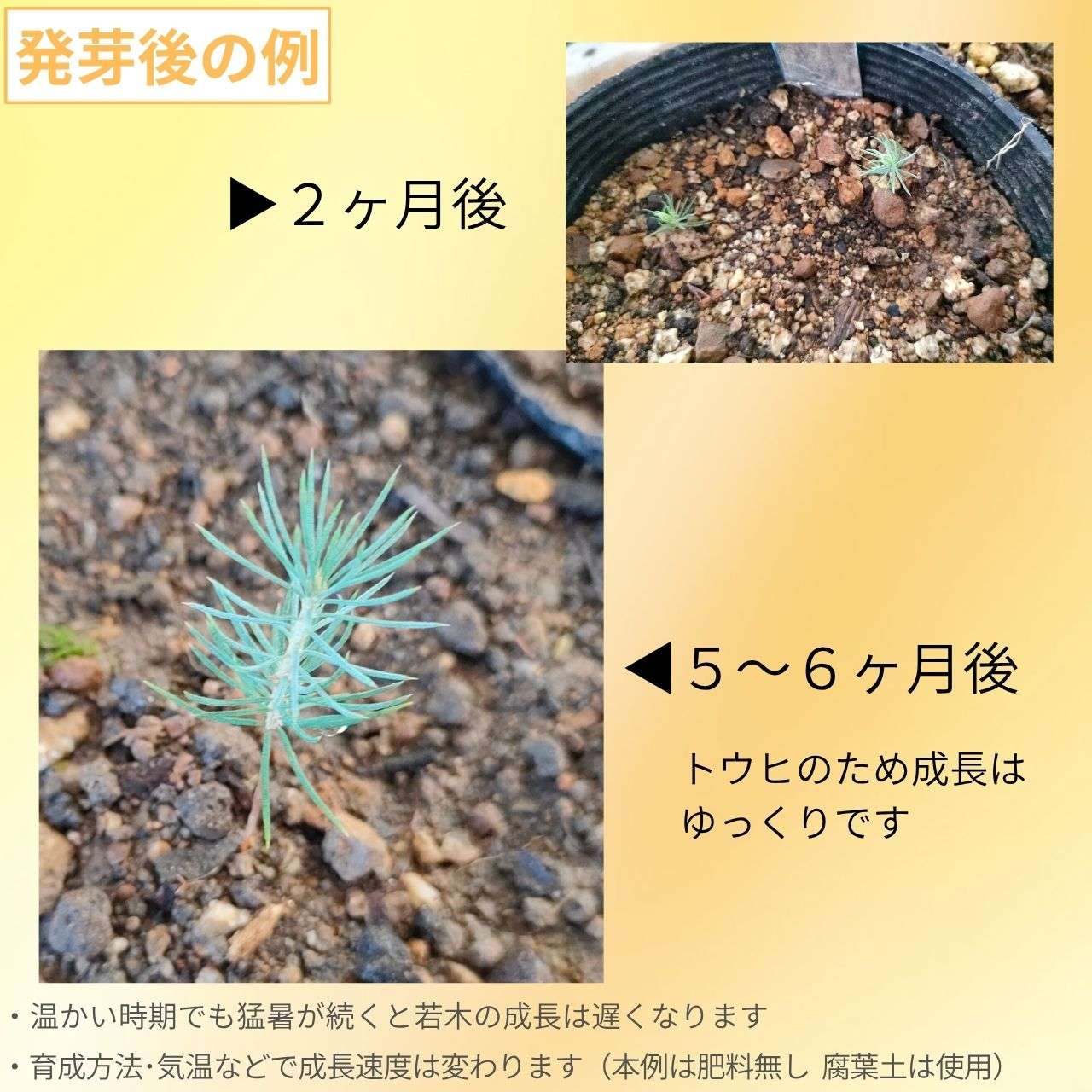白唐檜（シロトウヒ）  種子 | カナダトウヒ - 極寒の地のコニファー、長寿の木 - 種子