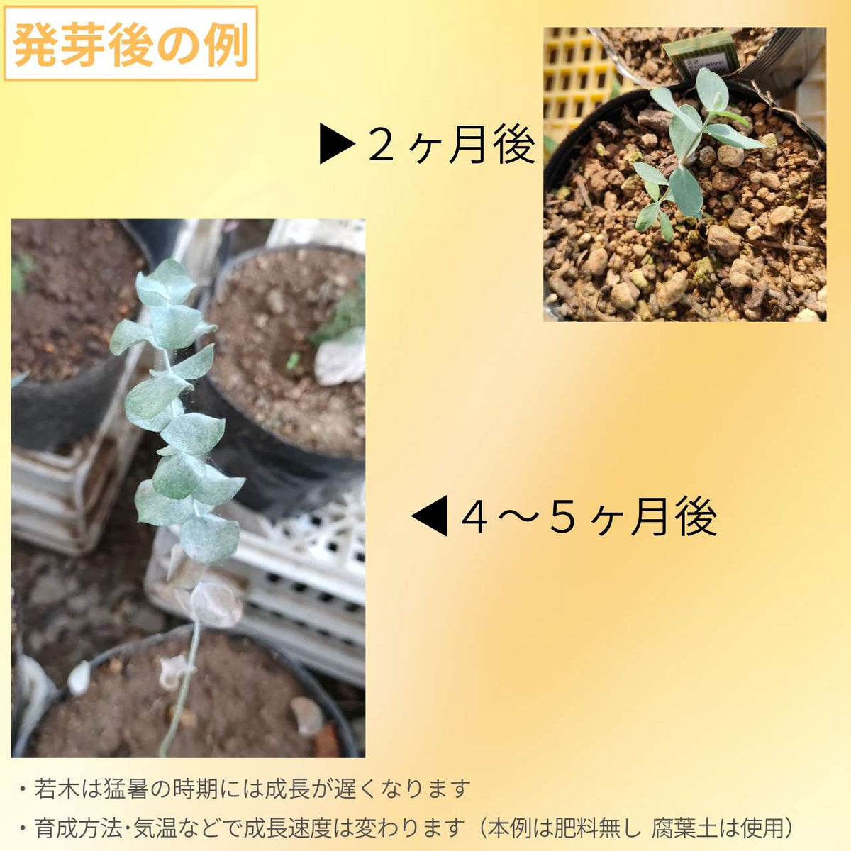 ユーカリ・ベイビーブルー 種子 | 香り豊かなコンパクトな丸葉 - 種子