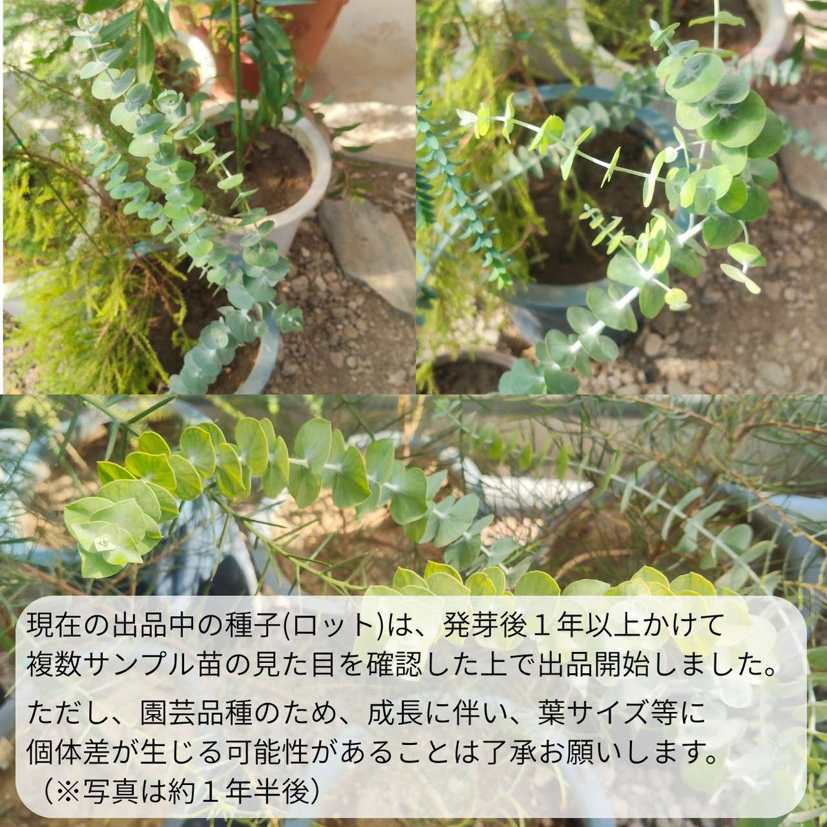 ユーカリ・ベイビーブルー 種子 | 香り豊かなコンパクトな丸葉 - 種子