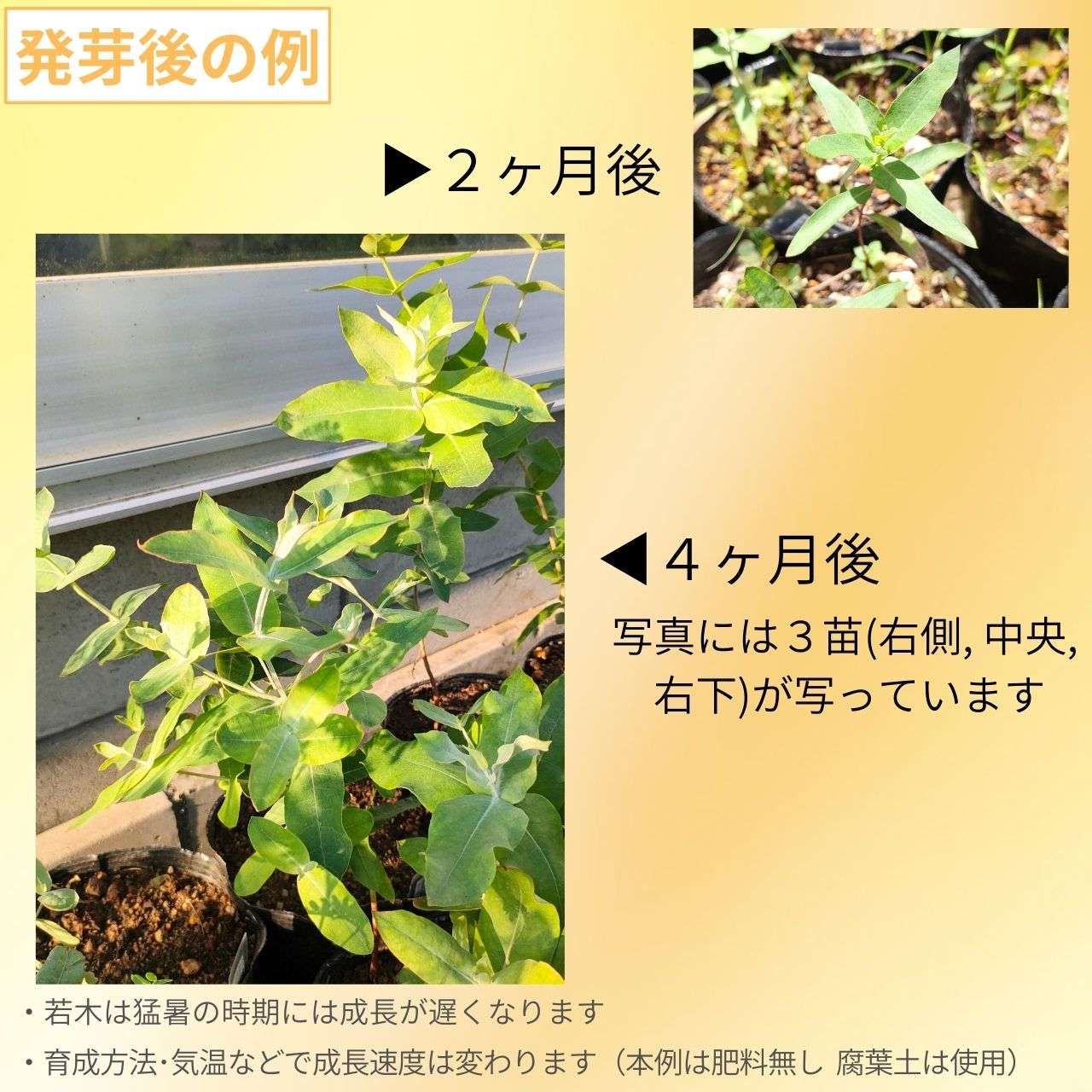 ユーカリ・グロブルス 種子 | エッセンシャルオイルで有名 - 種子