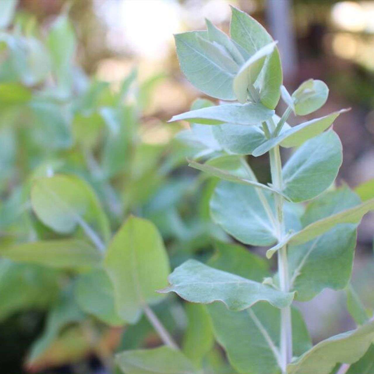 ユーカリ・グロブルス 種子 | エッセンシャルオイルで有名 - 種子
