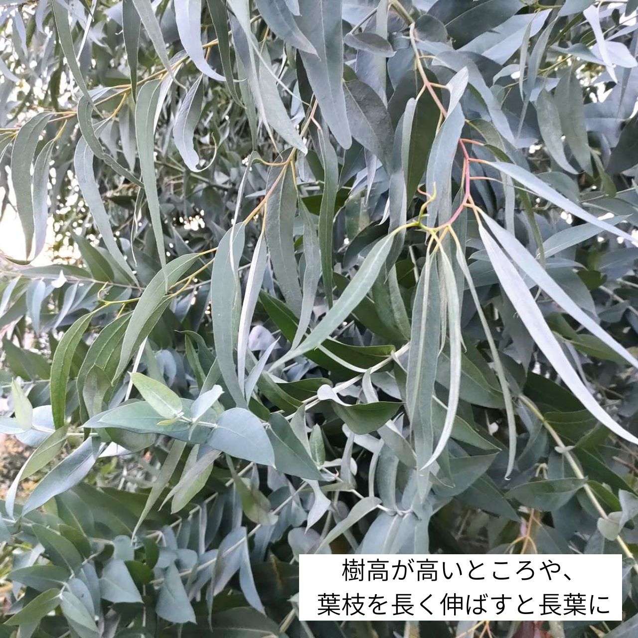 ユーカリ・グロブルス 種子 | エッセンシャルオイルで有名 - 種子