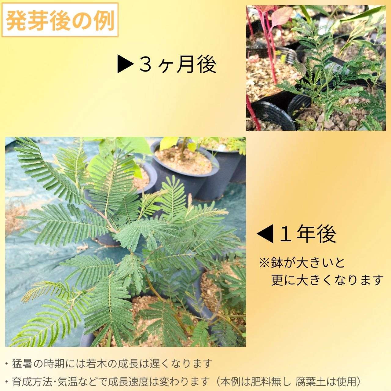 アカシア・メアンシー 種子 | モリシマアカシア - 淡い黄色の花の丈夫なミモザ - 種子