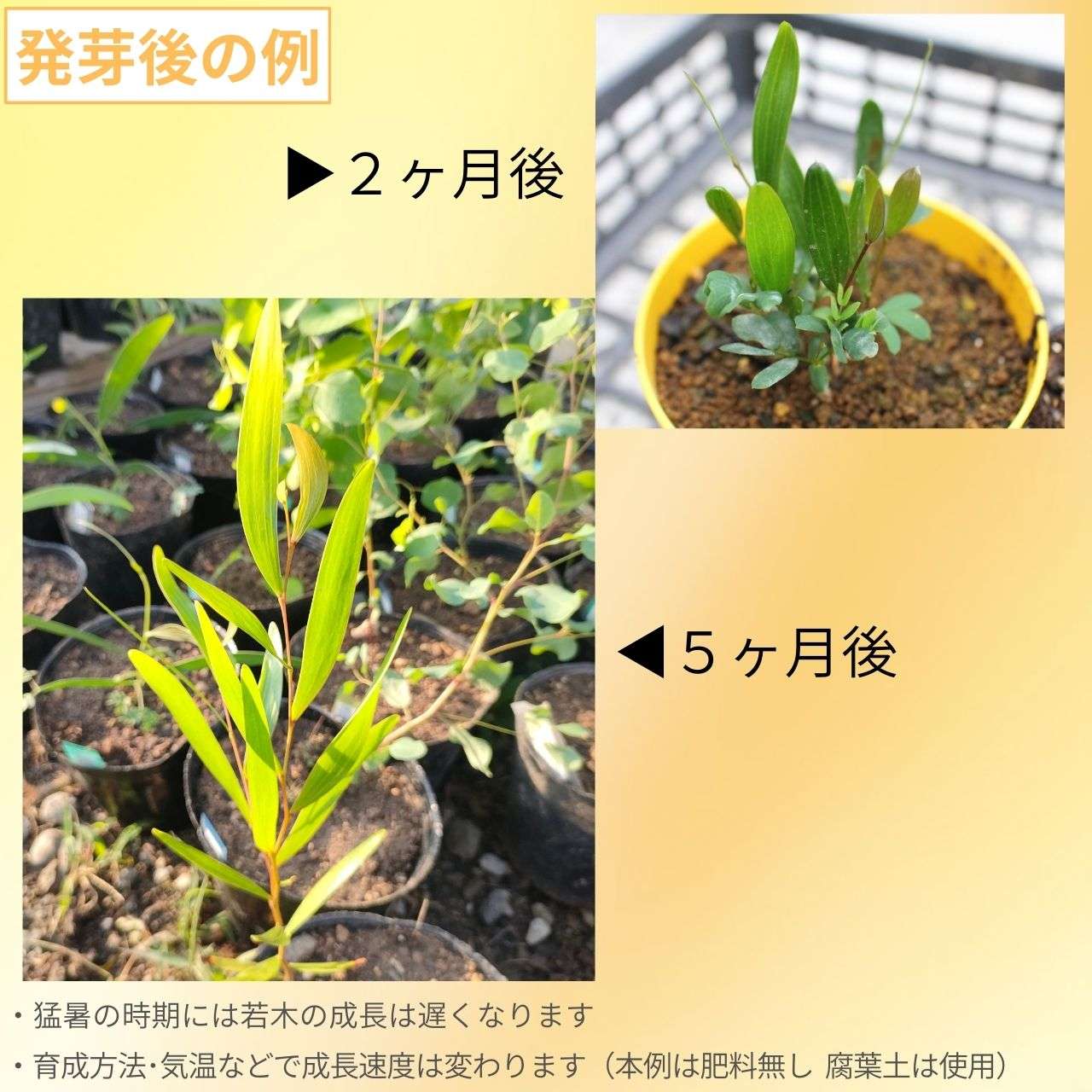 アカシア・コンフューサ 種子 | 相思樹(ソウシジュ) - 春秋時代の物語が名前の由来のミモザ - 種子