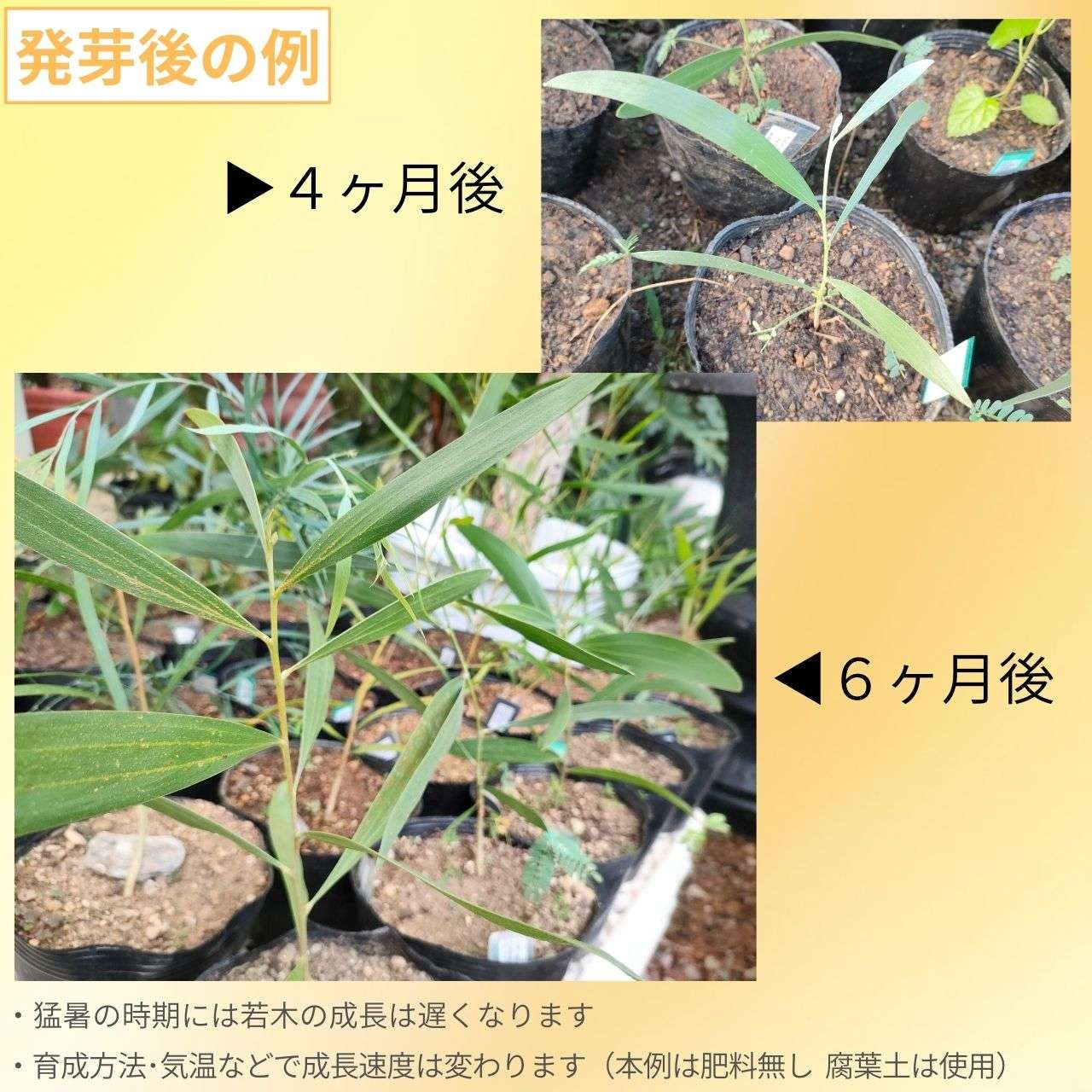 アカシア・カウレアナ 種子 | ホールズクリークワトル - 笹状の葉と長細い花のミモザ - 種子