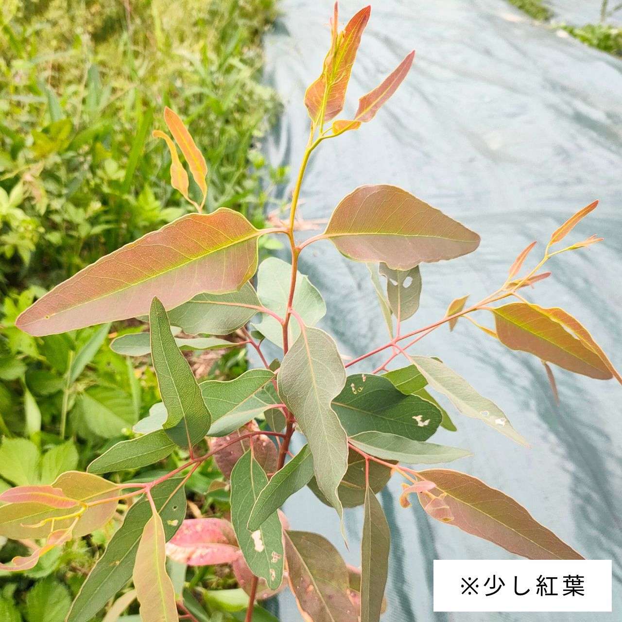 ユーカリ・クロロクラダ 種子 | バラディンレッドガム  - 紅葉、丈夫 - 種子