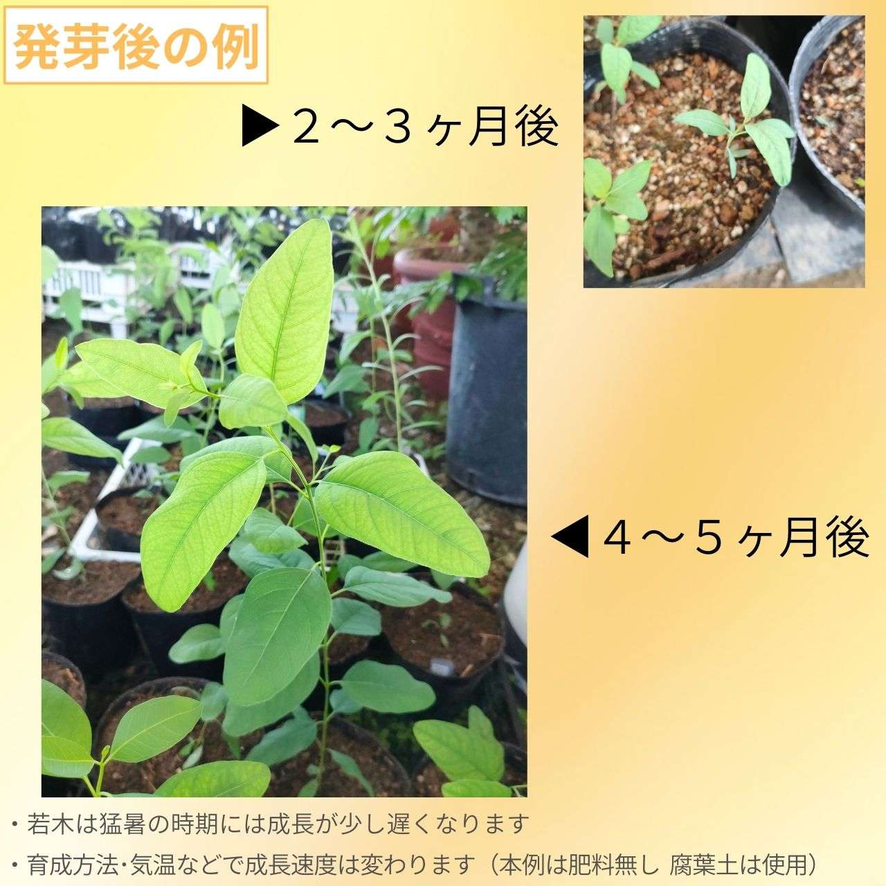 ユーカリ・クロロクラダ 種子 | バラディンレッドガム  - 紅葉、丈夫 - 種子