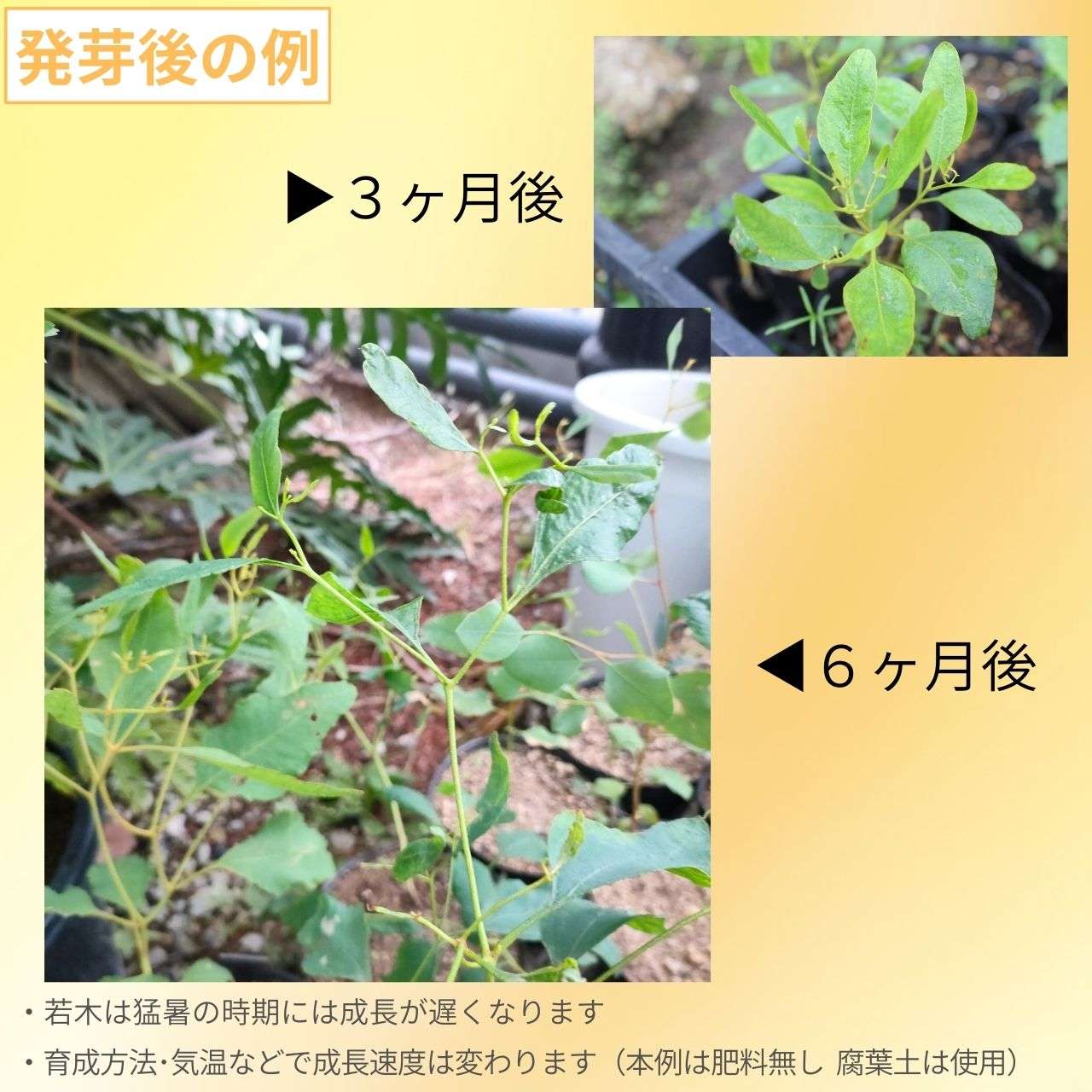 ユーカリ・レーマニー 種子 | スパイダーガムの一種 - 種子