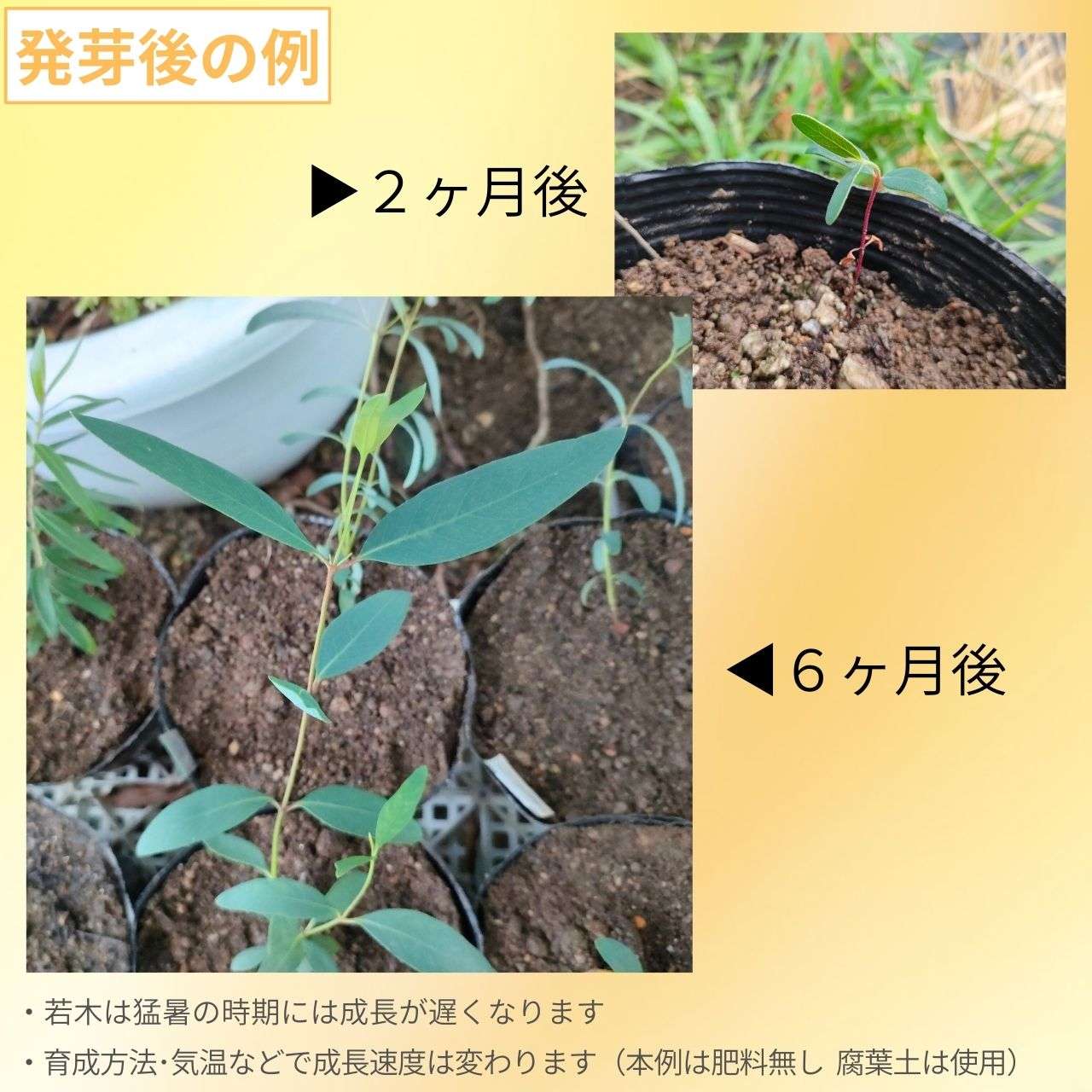 ユーカリ・パウシフローラ 種子 | スノーガム - 豪アルプスのユーカリ - 種子