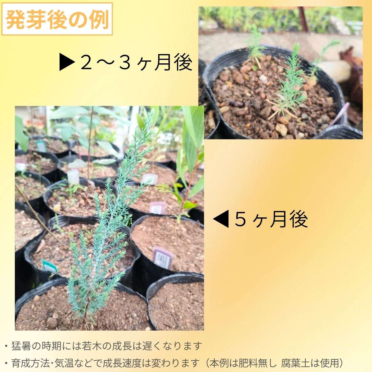 カシミール・イトスギ 種子 | ブータン・イトスギ - 美しい葉色と樹形のコニファー - 種子