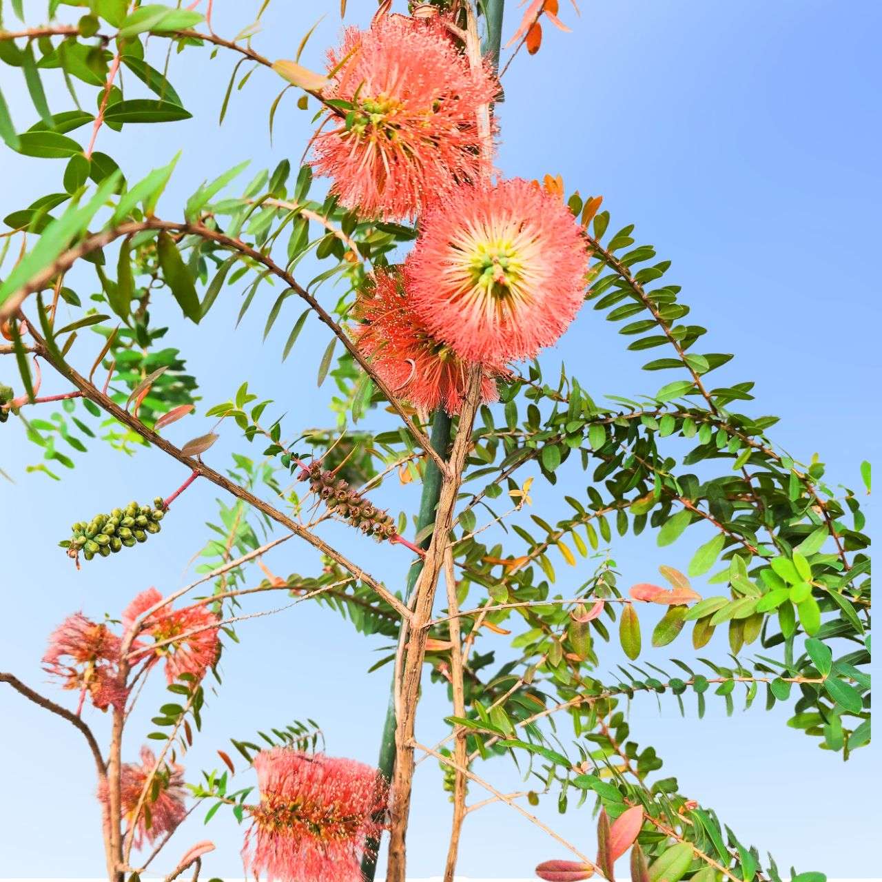 メラレウカ・ヒペリシフォリア 種子 | ヒロックブッシュ - 赤色のブラシ状の花のオージープランツ - 種子