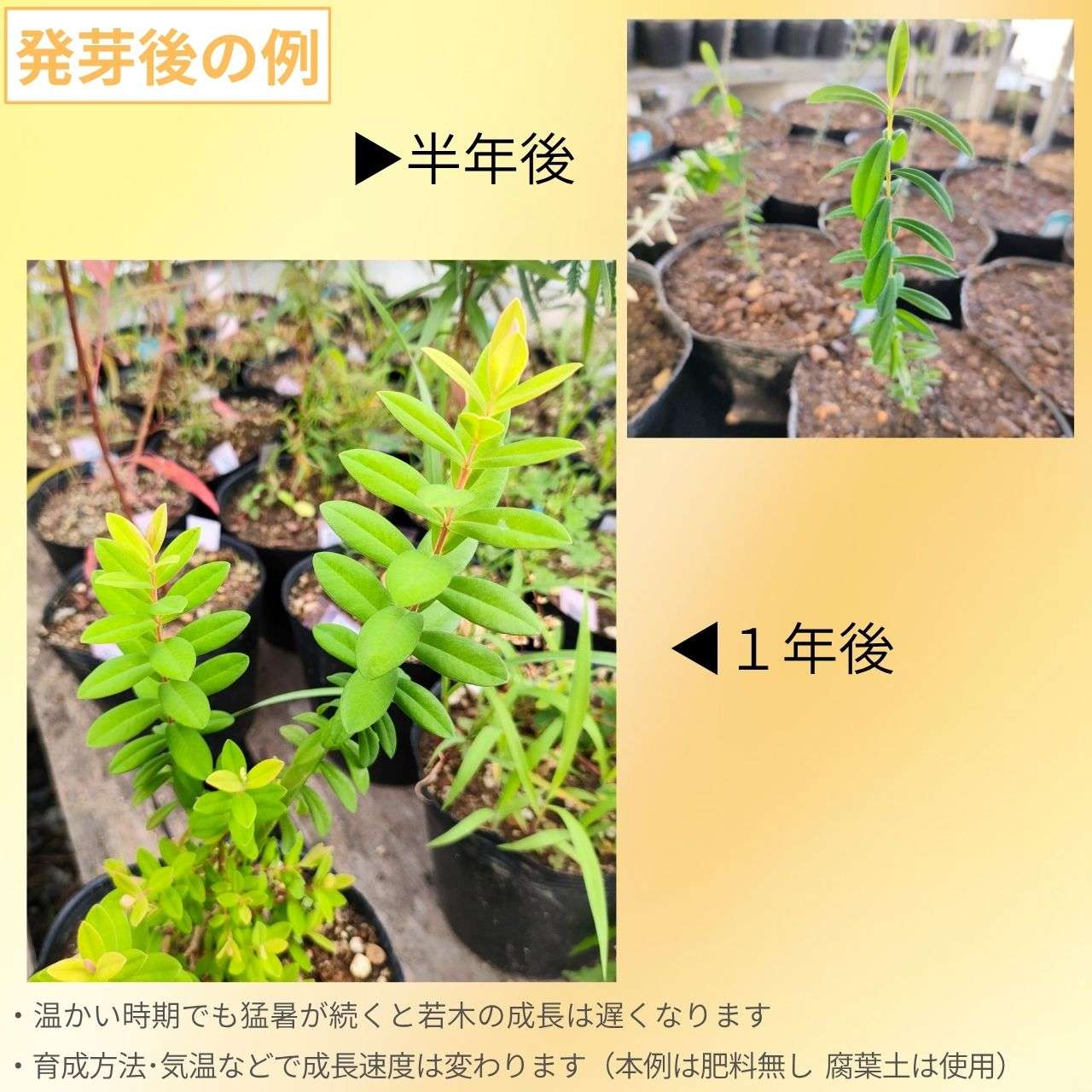 メラレウカ・ヒペリシフォリア 種子 | ヒロックブッシュ - 赤色のブラシ状の花のオージープランツ - 種子