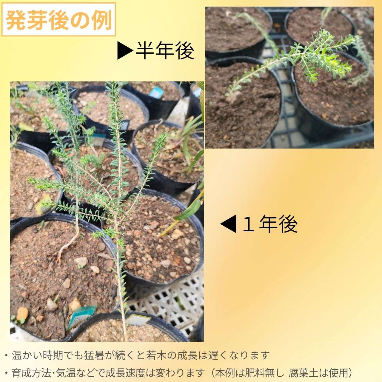メラレウカ・ランセオラタ 種子 | ブラックペーパーバーク - 白色のブラシ状の花のオージープランツ - 種子