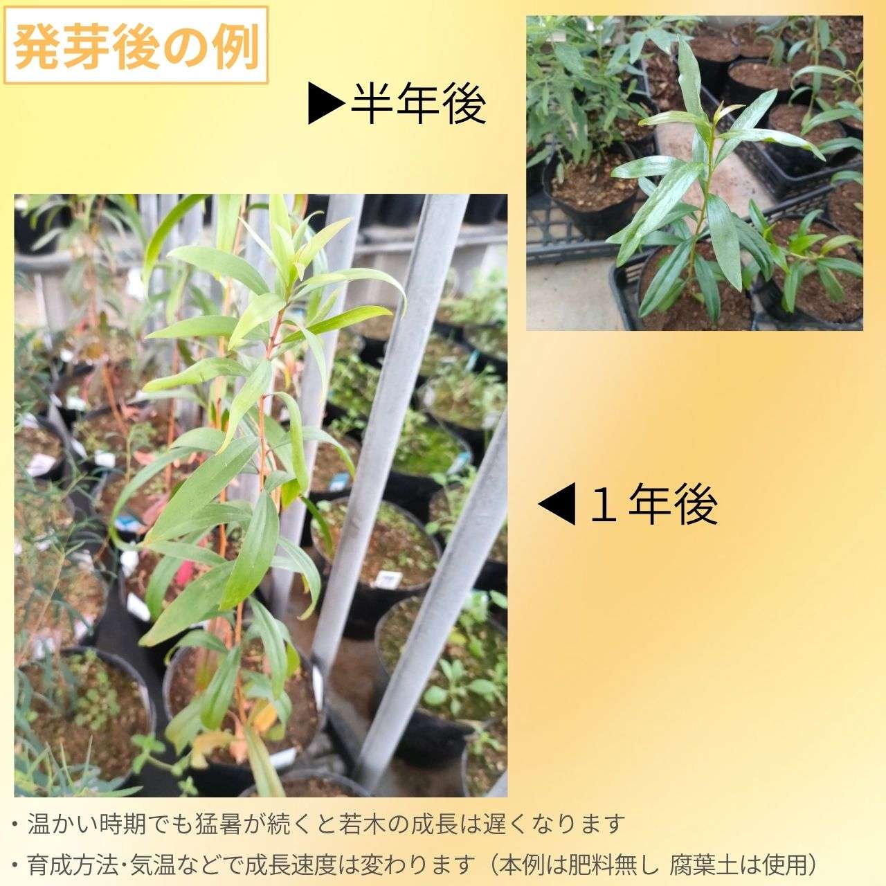メラレウカ・レウカデンドラ 種子 | メラレウカ・レウカデンドロン - カユプテ精油で有名なオージープランツ - 種子