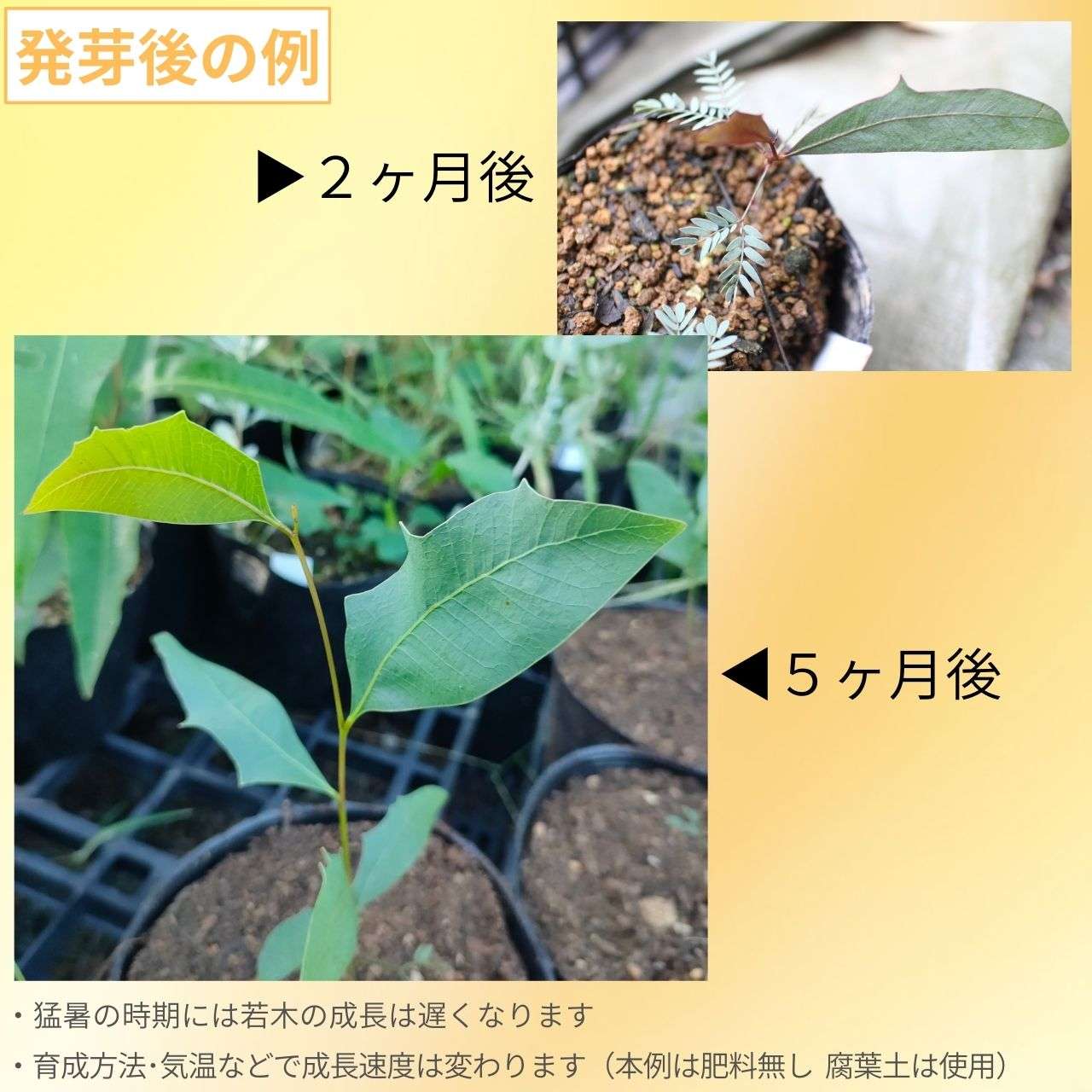 アカシア・バンクロフト 種子 | ライトグリーンのミモザ - 種子