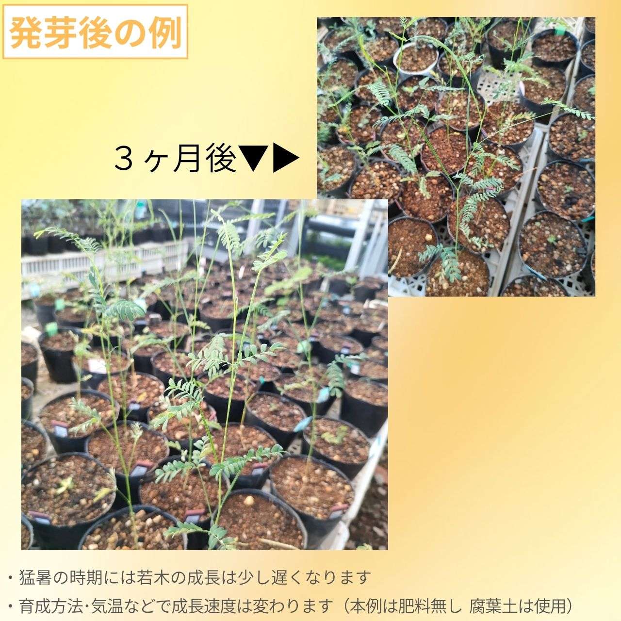 アカシア・ステノフィラ 種子 | シューストリング・アカシア  - 糸葉の枝垂れるミモザ - 種子