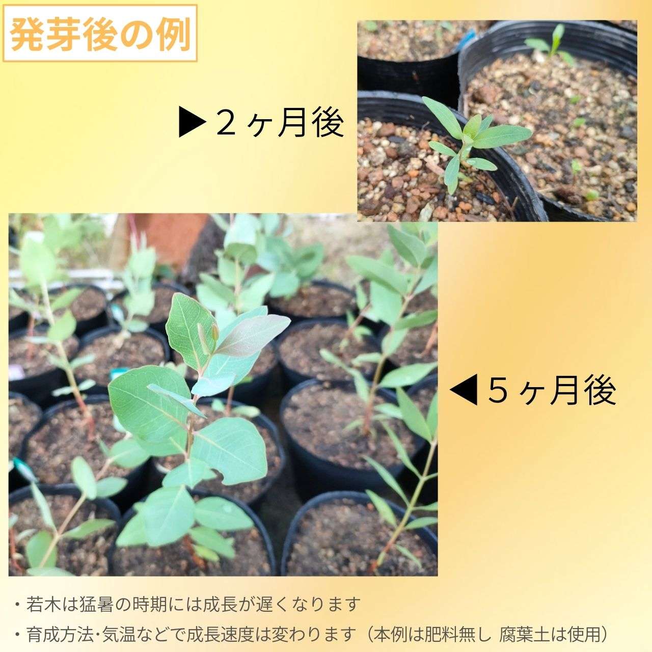ユーカリ・メラノフロイア 種子 | 白銀色帯びた葉 - 種子