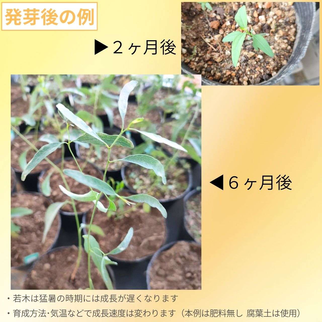 ユーカリ・イエローボックス 種子 | ユーカリ・メリオドラ - 甘い香りの花 - 種子