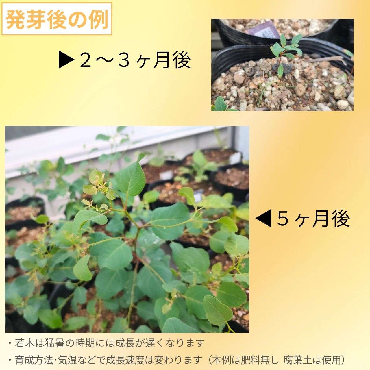 ユーカリ・コルヌータ 種子 | 独特の蕾や花 - 種子