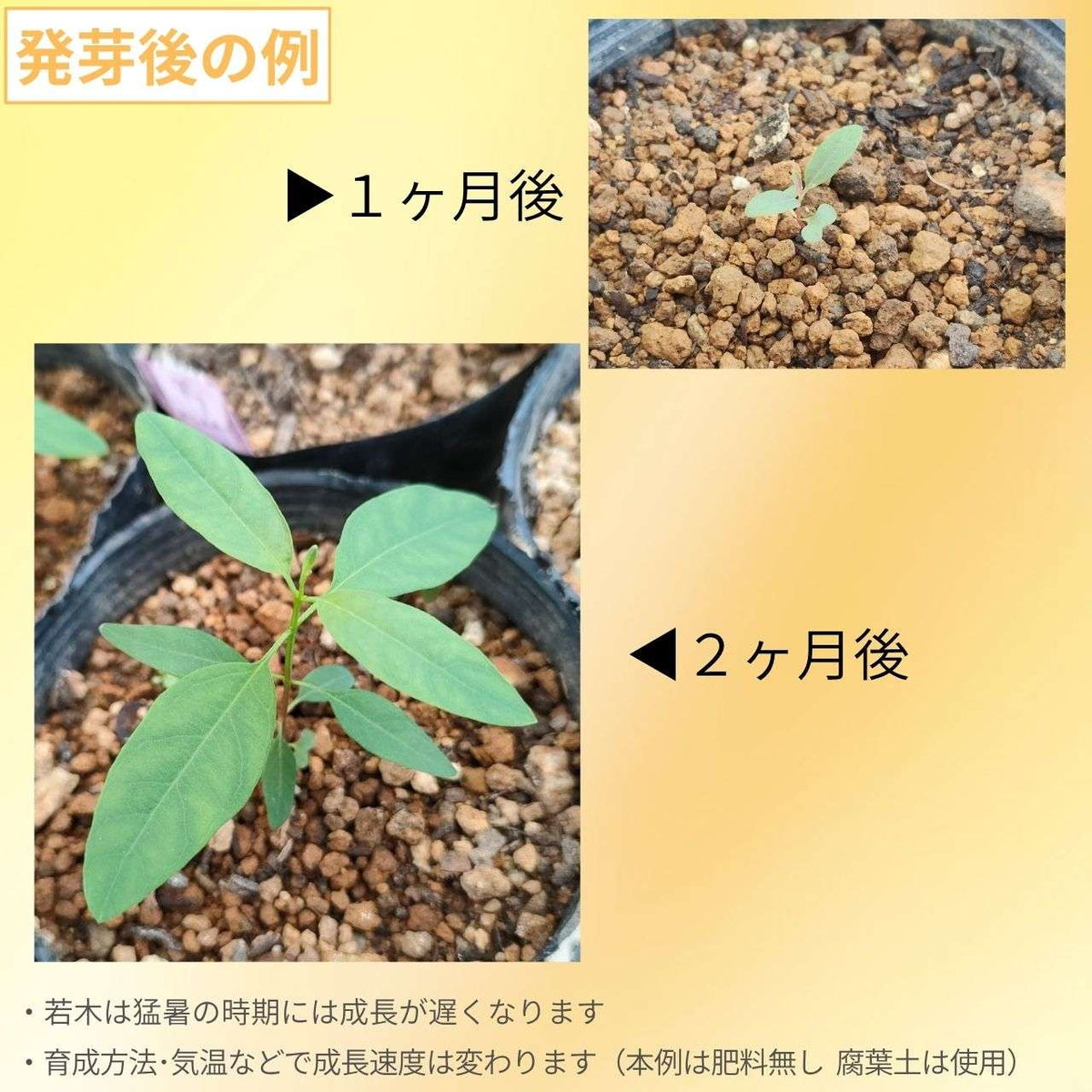 ユーカリ・グランディス 種子 | ローズガム - 大きいユーカリ - 種子