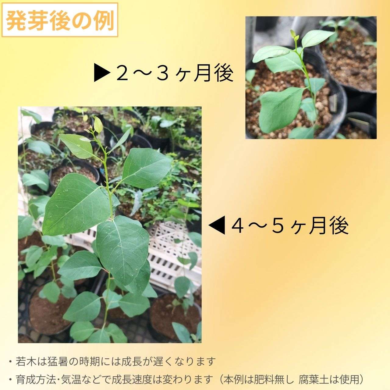 ユーカリ・ルディス 種子 | 緑色の大きめの葉 - 種子
