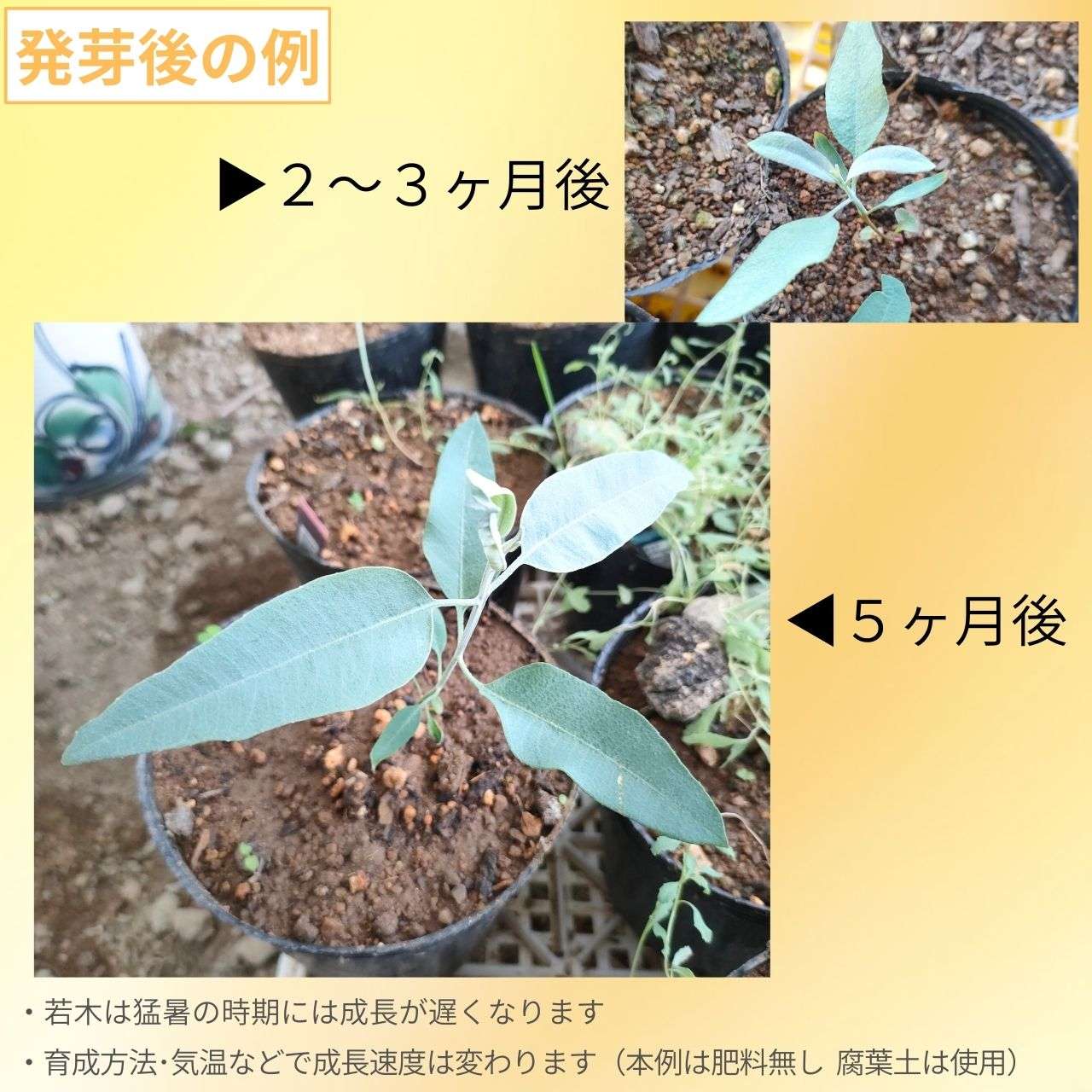 ユーカリ・ウッドワーディー 種子 | レモンフラワーガム - 黄色の花と銀白色帯びた葉 - 種子