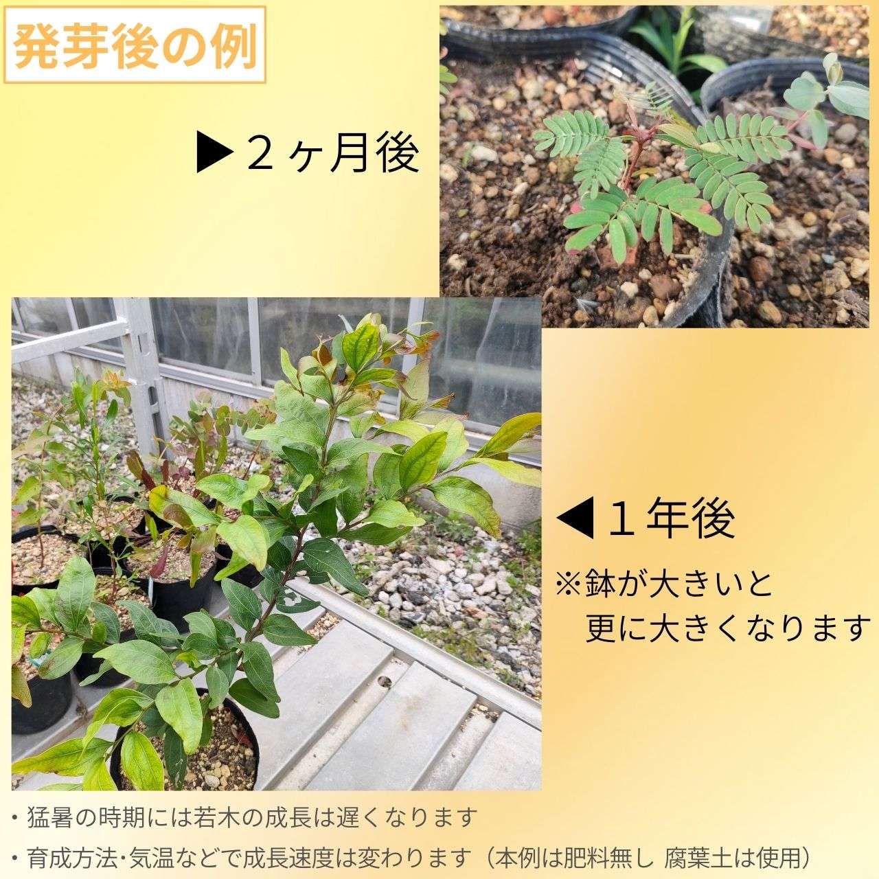 アカシア・ビネルヴァタ  種子 | ツーヴェインヒッコリー - 二筋の葉脈のミモザ - 種子