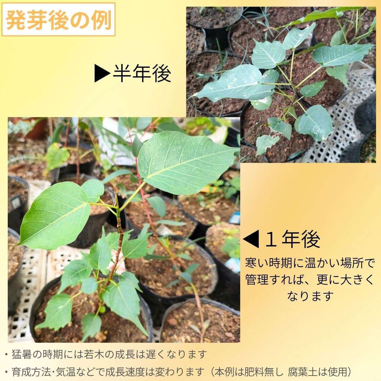 インドボダイジュ(印度菩提樹) 種子 | フィカス・レリジオーサ - 長寿の木、神聖な木 - 種子