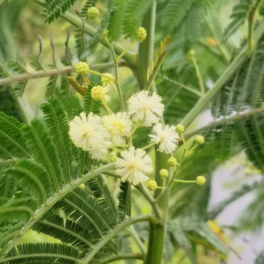 銀合歓（ギンゴウカン） 種子 | ギンネム - 春と秋に開花する中南米の花木 - 種子