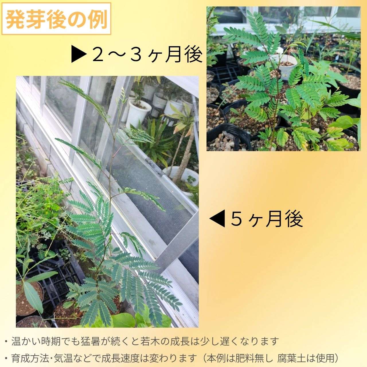 銀合歓（ギンゴウカン） 種子 | ギンネム - 春と秋に開花する中南米の花木 - 種子