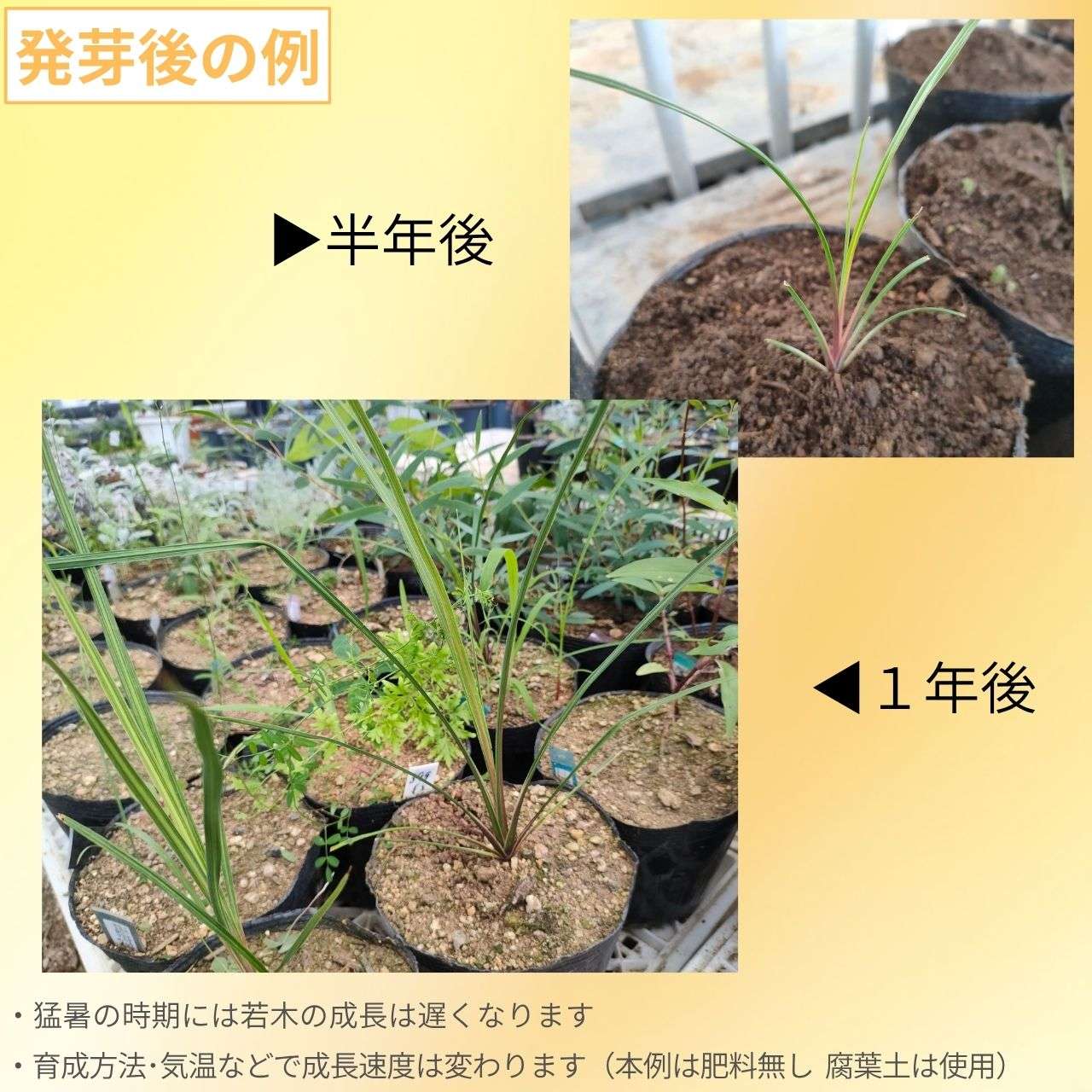 コルディリネ・インディビサ 種子 | ニュージーランドの観葉植物 - 種子