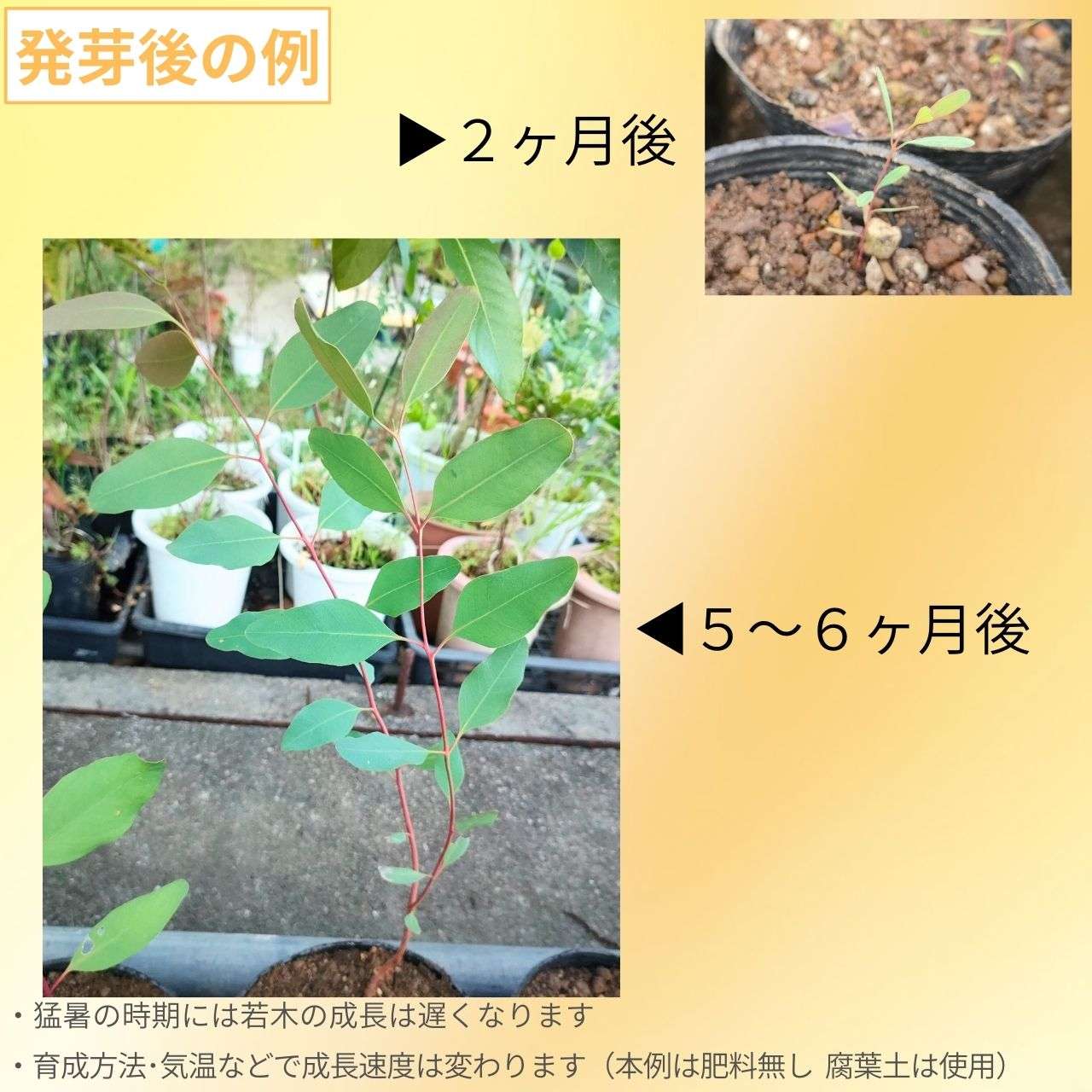 ユーカリ オレンジガム 種子 | ユーカリ・バンクロフト  - 厚みのあるレモン型の葉 - 種子