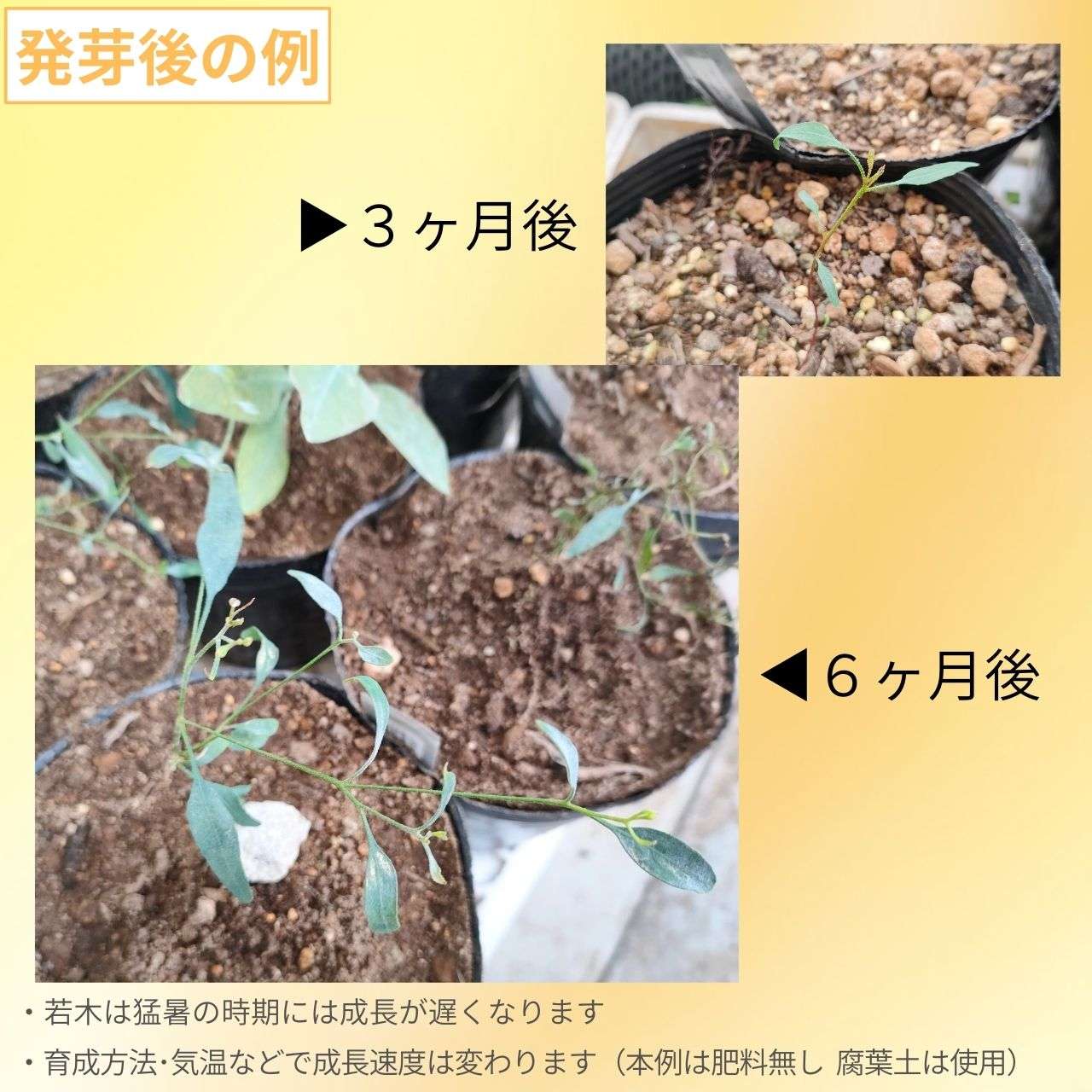 ユーカリ・エレモフィラ 種子 | サンドマリー - 長細い蕾 - 種子