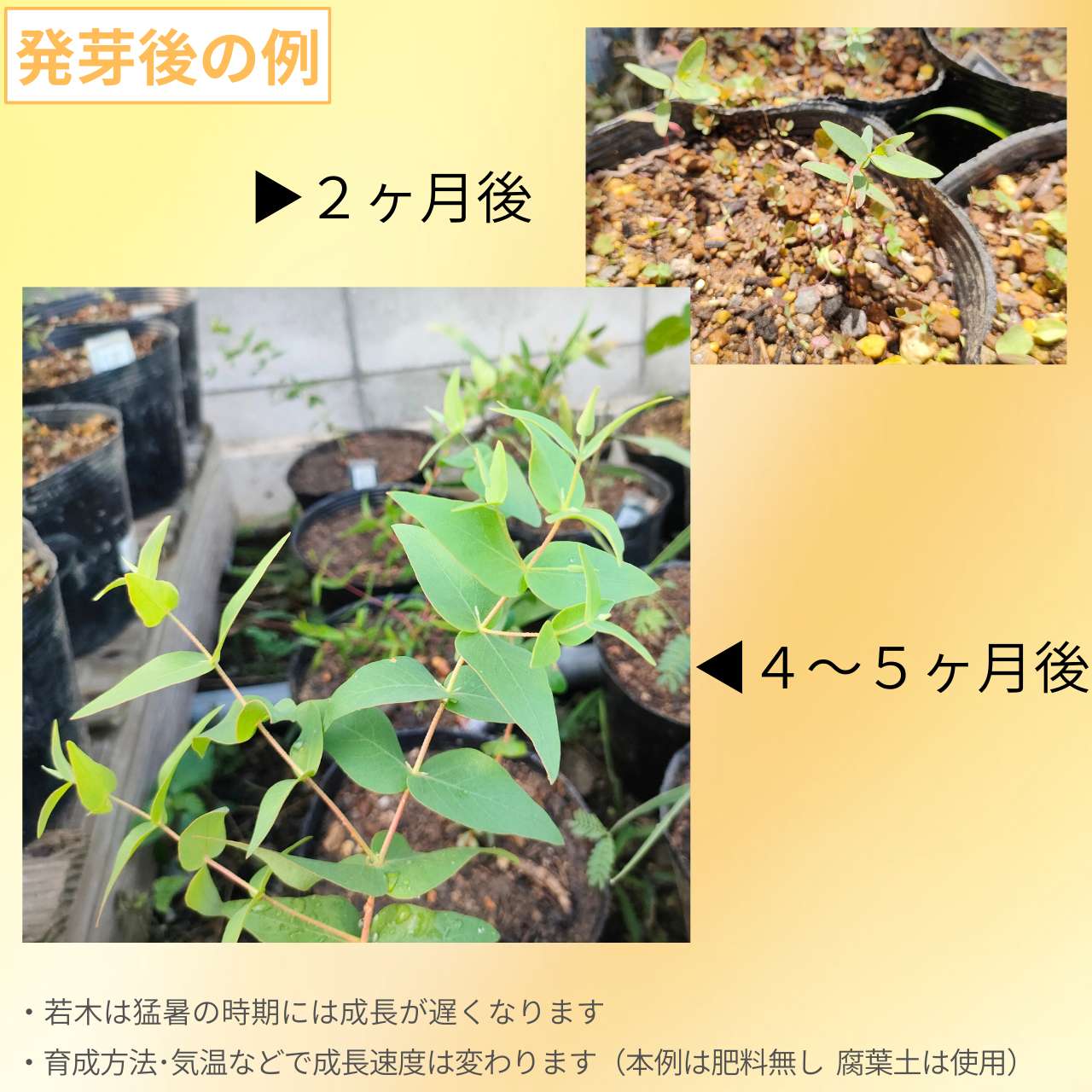 ユーカリ・マカルトゥ 種子 | パディーリバーボックス - エッセンシャルオイルで有名 - 種子