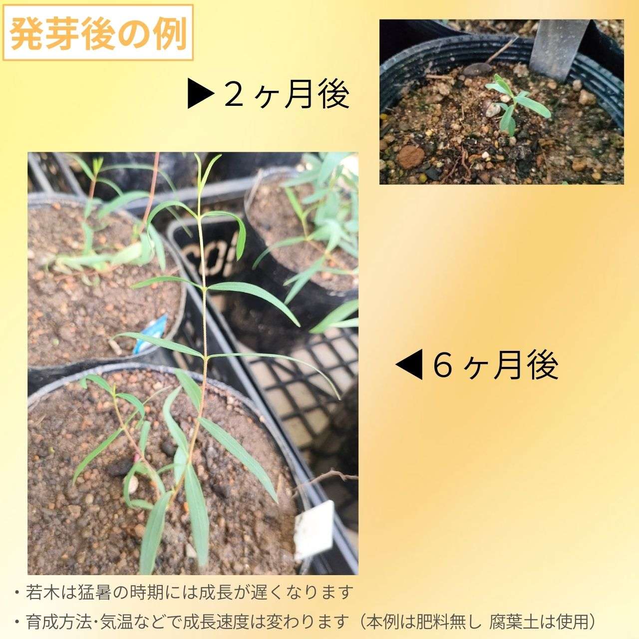 ユーカリ・モーレイ・ナナ 種子 | 小型、明るい緑色の長葉 - 種子