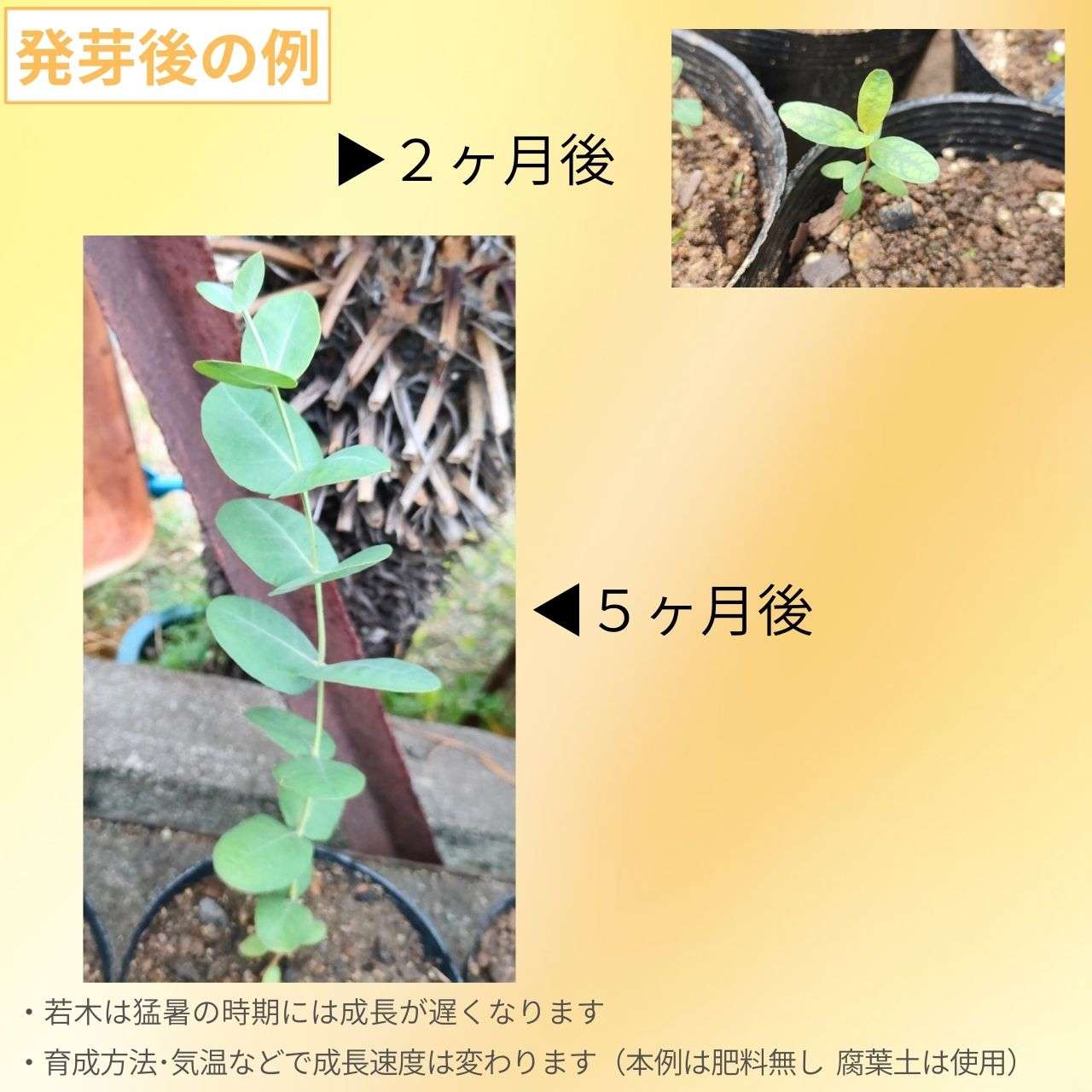 ユーカリ・ネグレクタ 種子 | オメオガム - 大きなボリュームある葉 - 種子