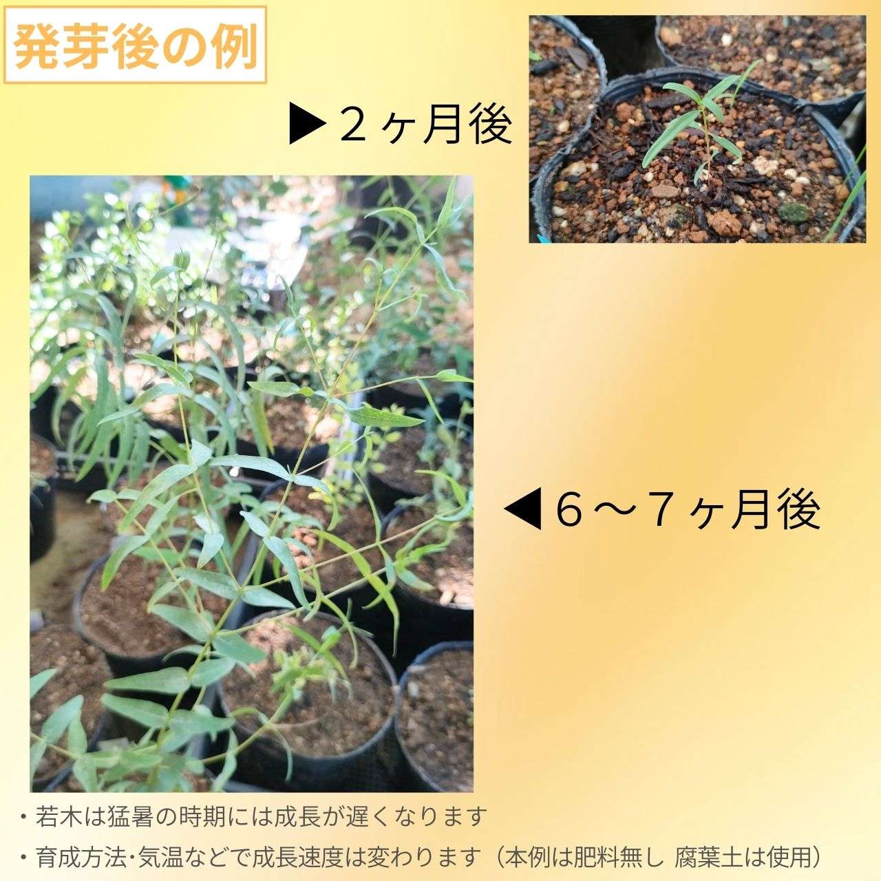 ユーカリ・ビミナリス 種子 | リボンガム - 甘い樹液 - 種子