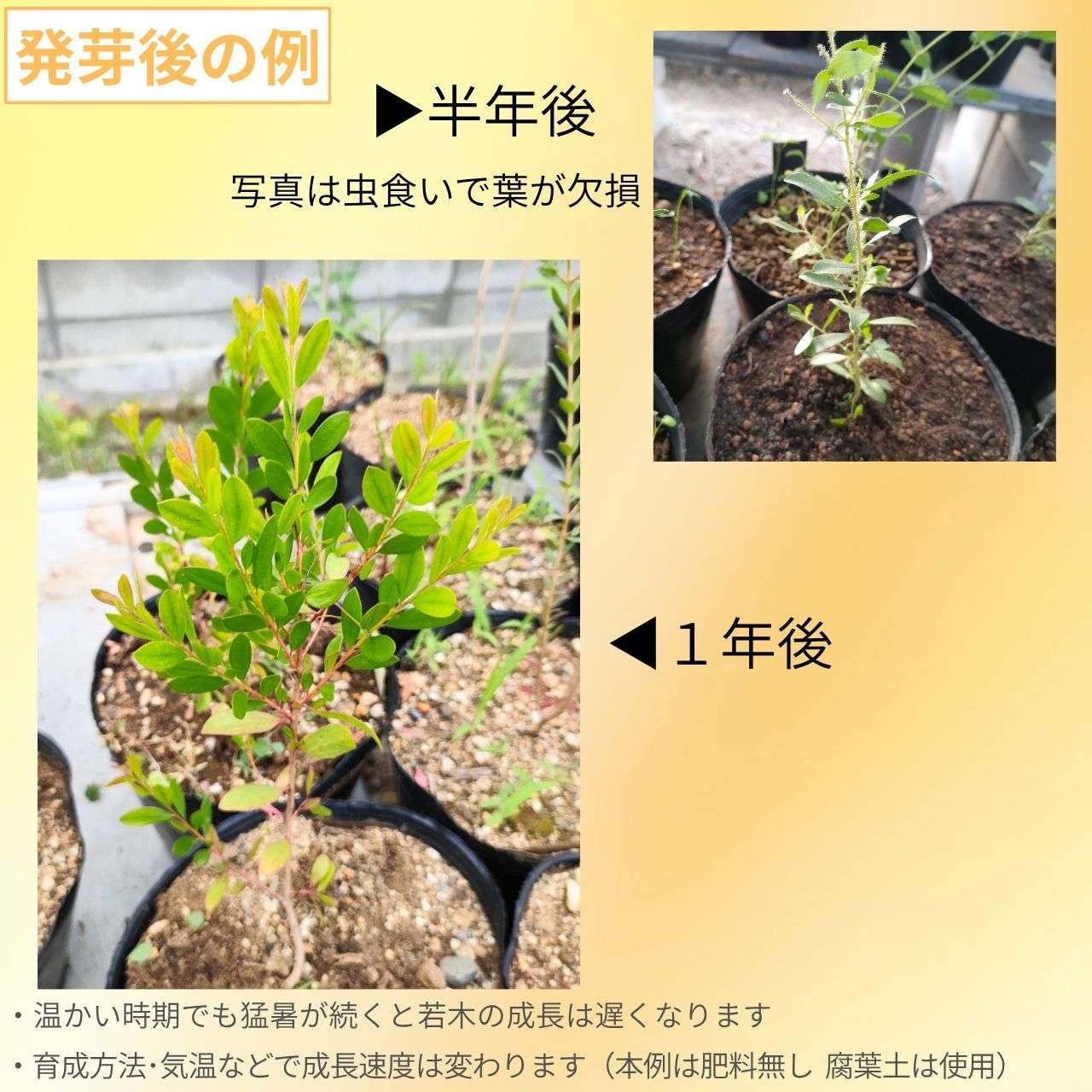 メラレウカ・ネソフィラ 種子 | ハニーマートル - ポンポンのような紫色の花のオージープランツ - 種子