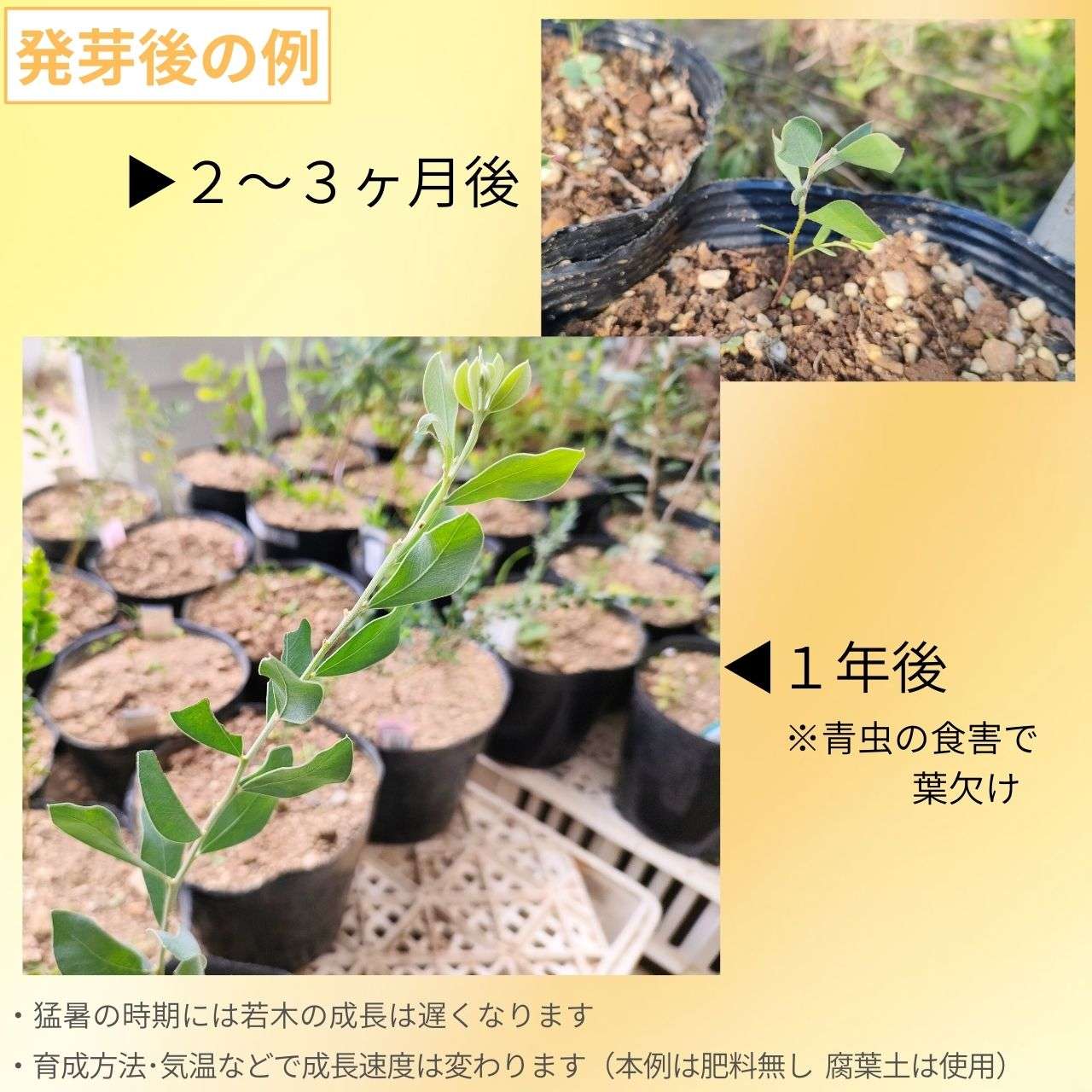 アカシア・ブラキボトリヤ 種子 | グレイワトル - 小葉の小型ミモザ - 種子