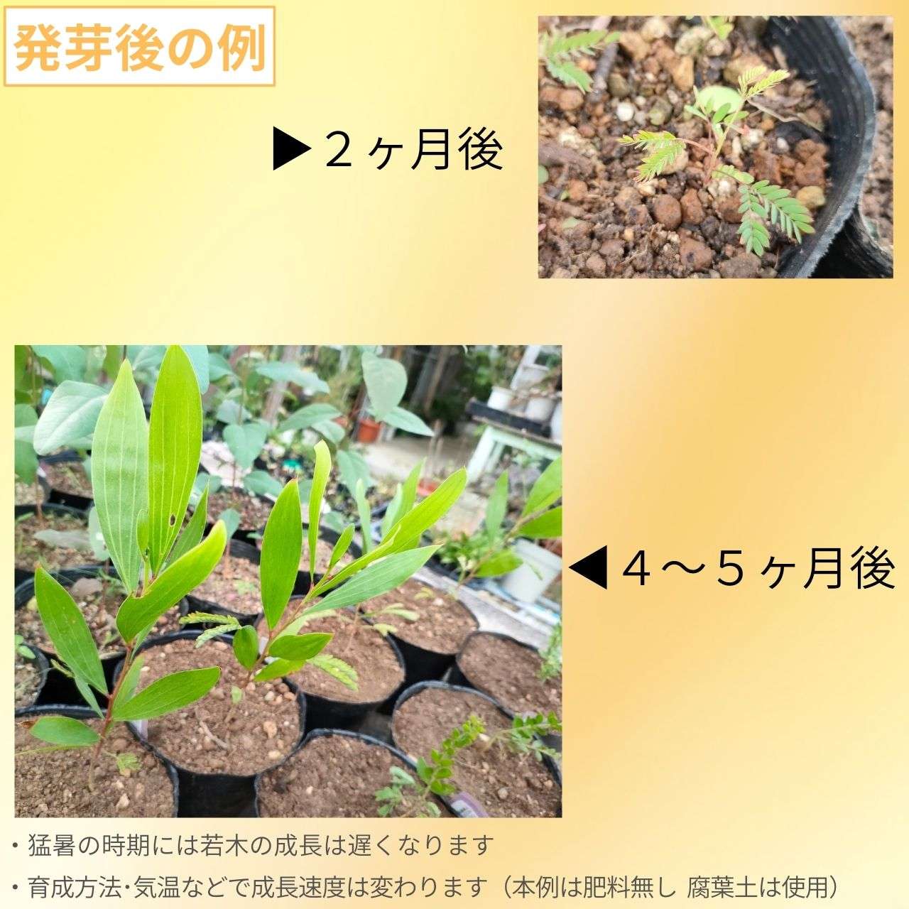 アカシア・マンギウム 種子 | ヒッコリーワトル - 土壌再生で植樹される丈夫で大型のミモザ - 種子