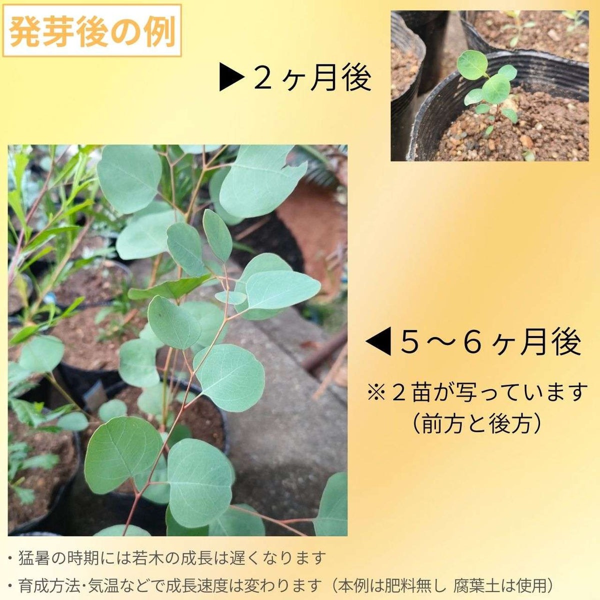 ユーカリ・ブルーボックス 種子 | ユーカリ・バウエリアナ - 丸い葉 - 種子