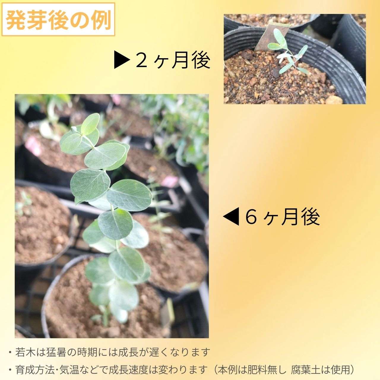 ユーカリ・ルビダ 種子 | キャンドル・バーク - 蝋燭の樹皮 - 種子