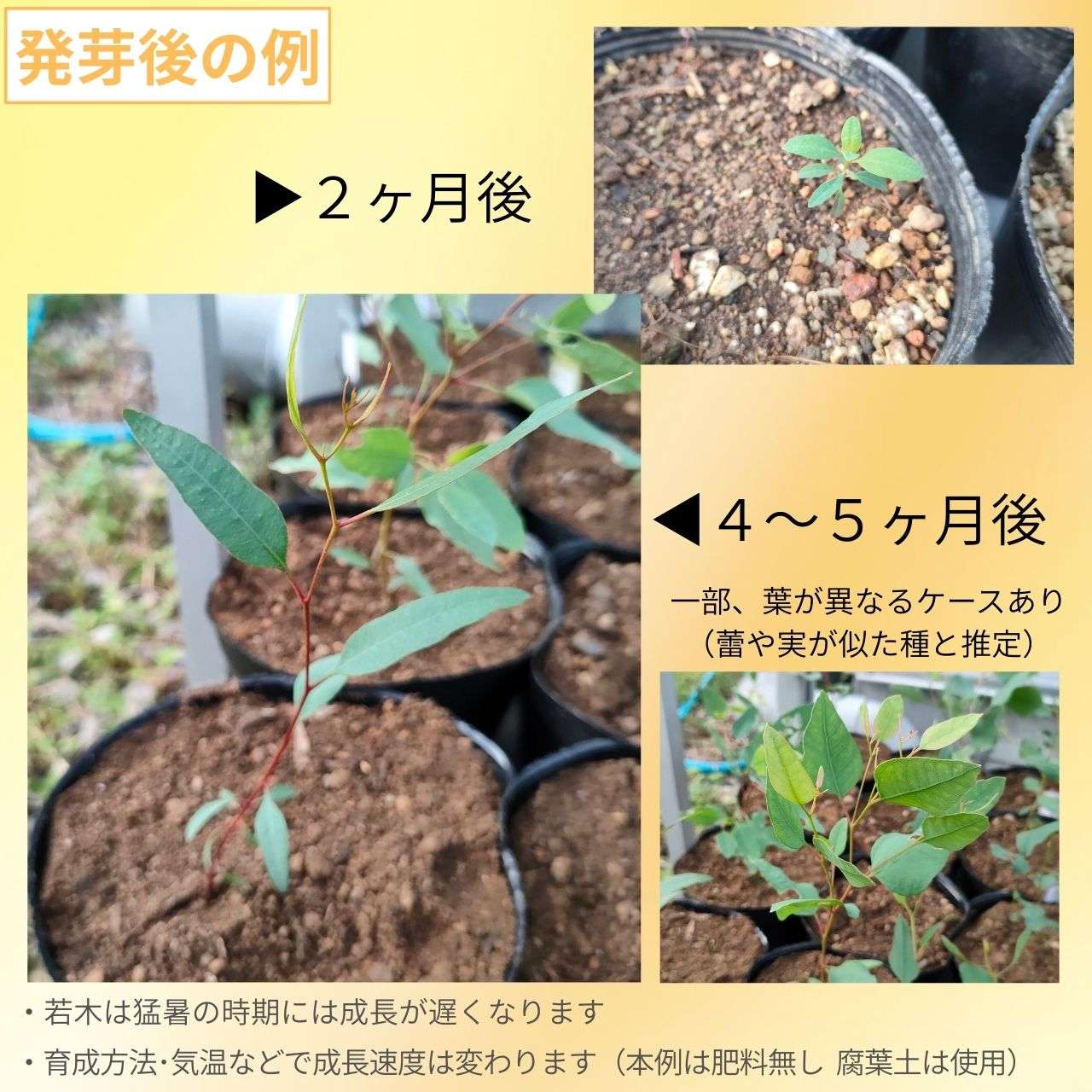 ユーカリ・マクランドラ 種子 | 独特の蕾や花、果実 - 種子