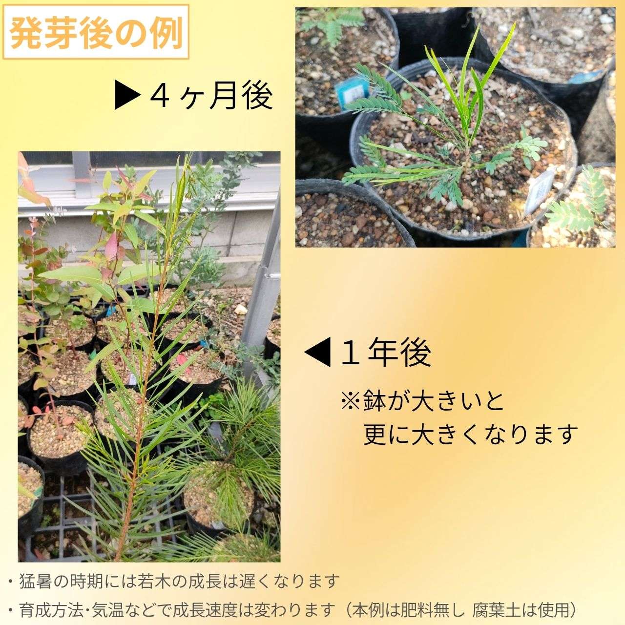 アカシア・コグナータ 種子 | リバーワトル - 丈夫なミモザ - 種子